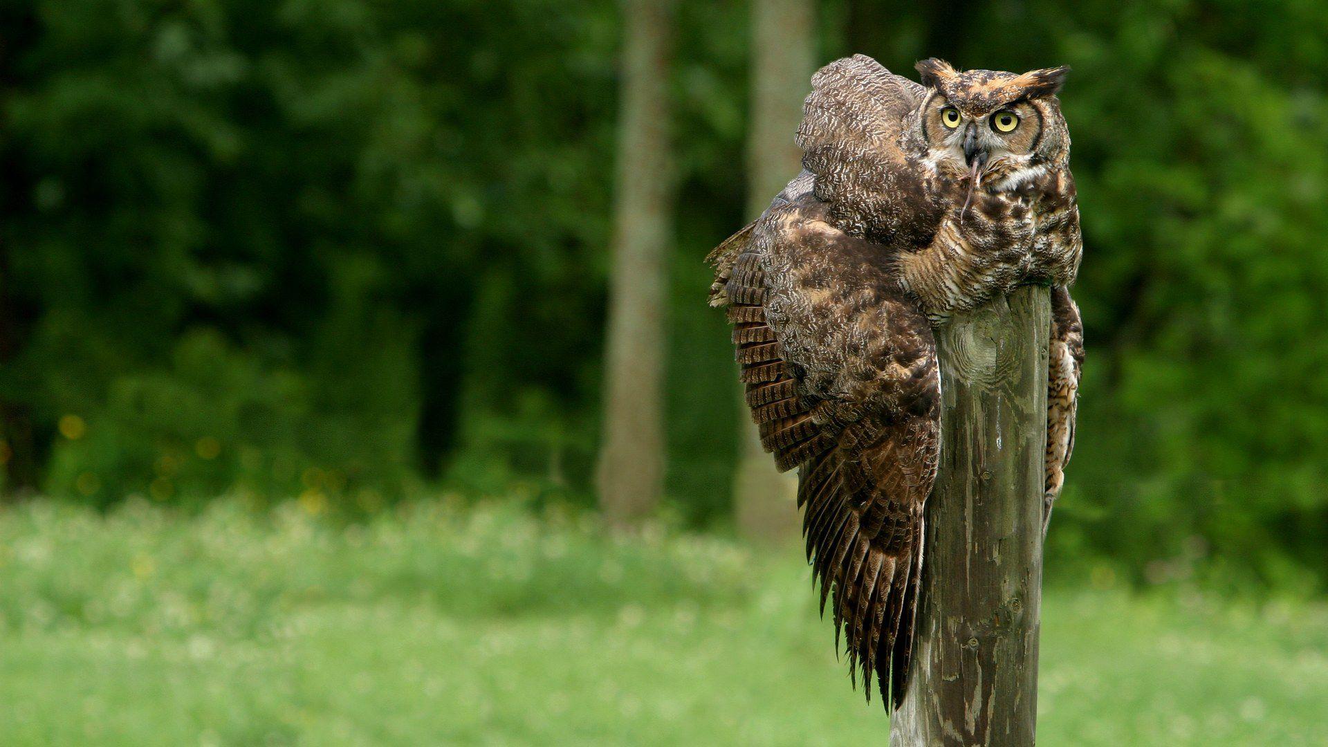 1920x1080 Animal Great Horned Owl Wallpaper:1920x1080