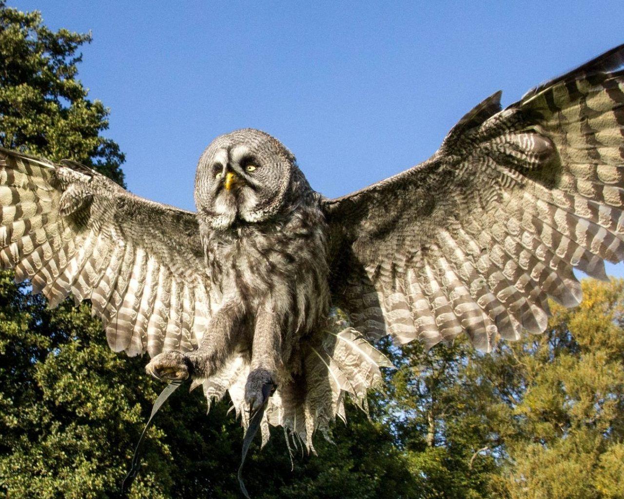 1280x1024 Flying Owl HD Wallpaper Background. HD Wallpaper Background