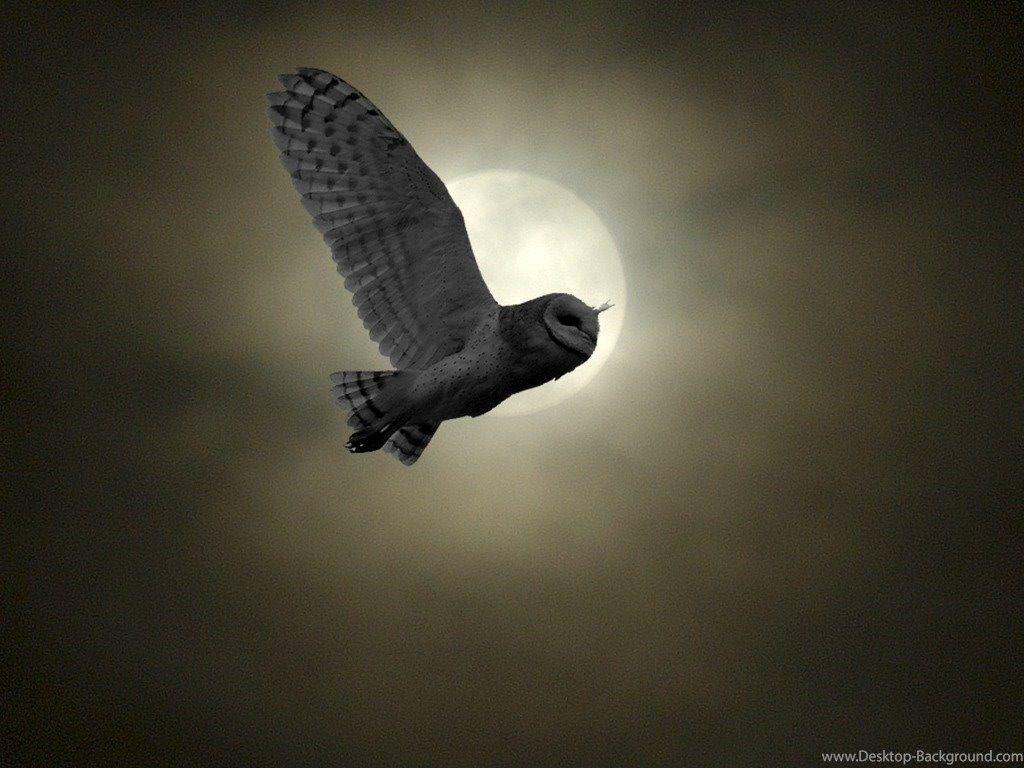 1024x768 Owl Flying In The Sky, Download Wallpaper