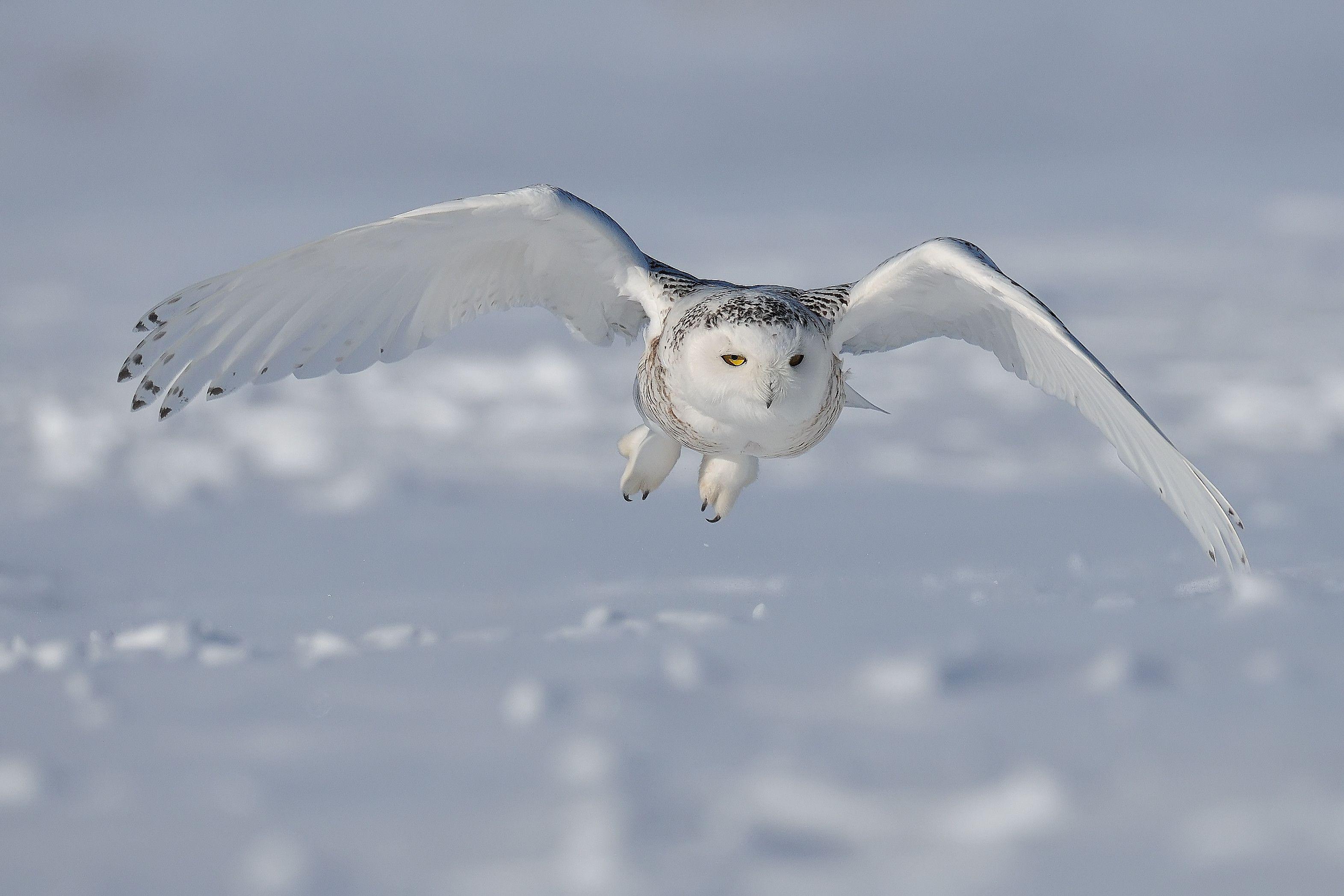 3143x2095 Snowy Owl Wallpaper HD
