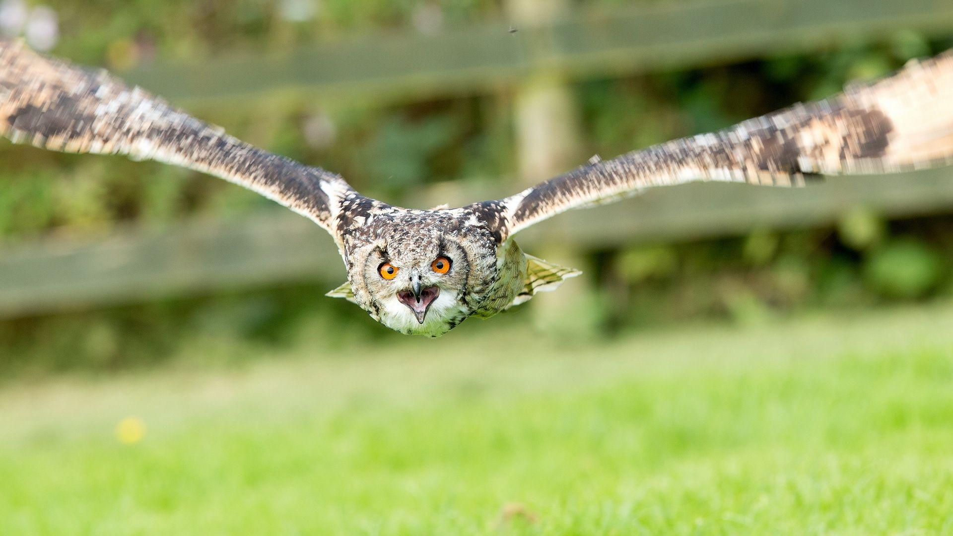 1920x1080 Download 1920x1080 owls wings flight fly face eyes wallpaper