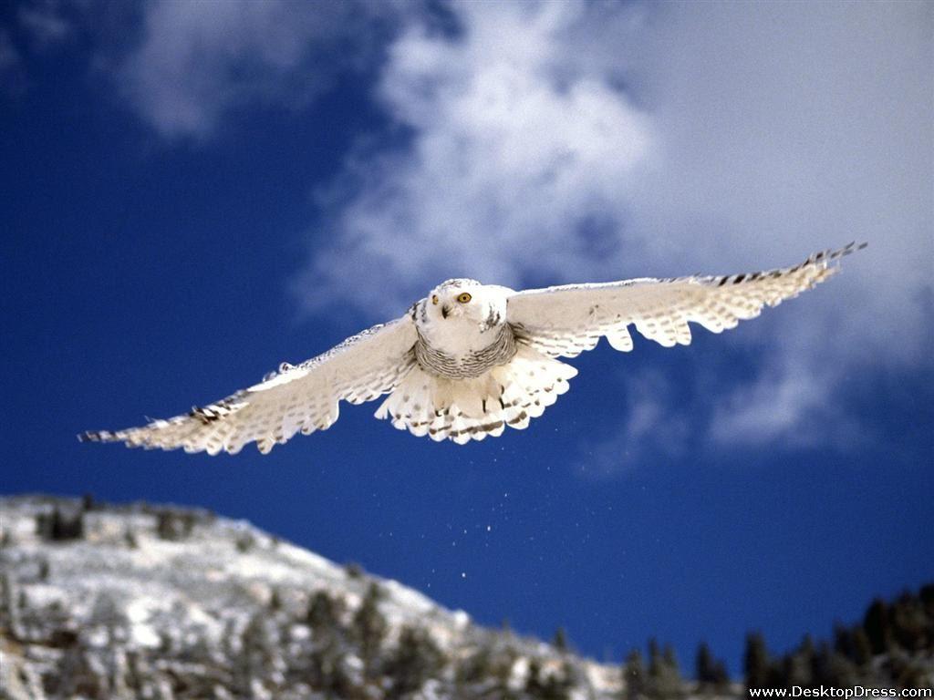 1024x768 Desktop Wallpaper Animals Background Snowy Owl in Flight