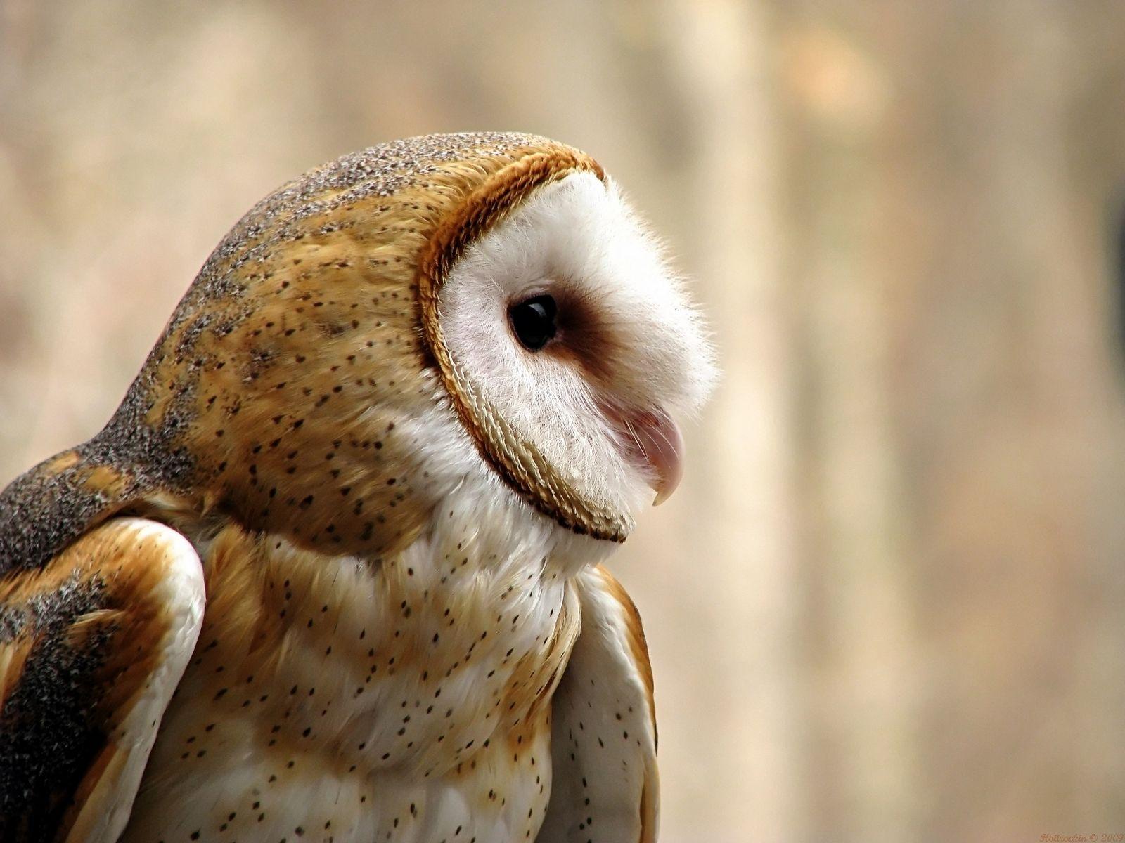 1600x1200 Owl Wallpaperx1200