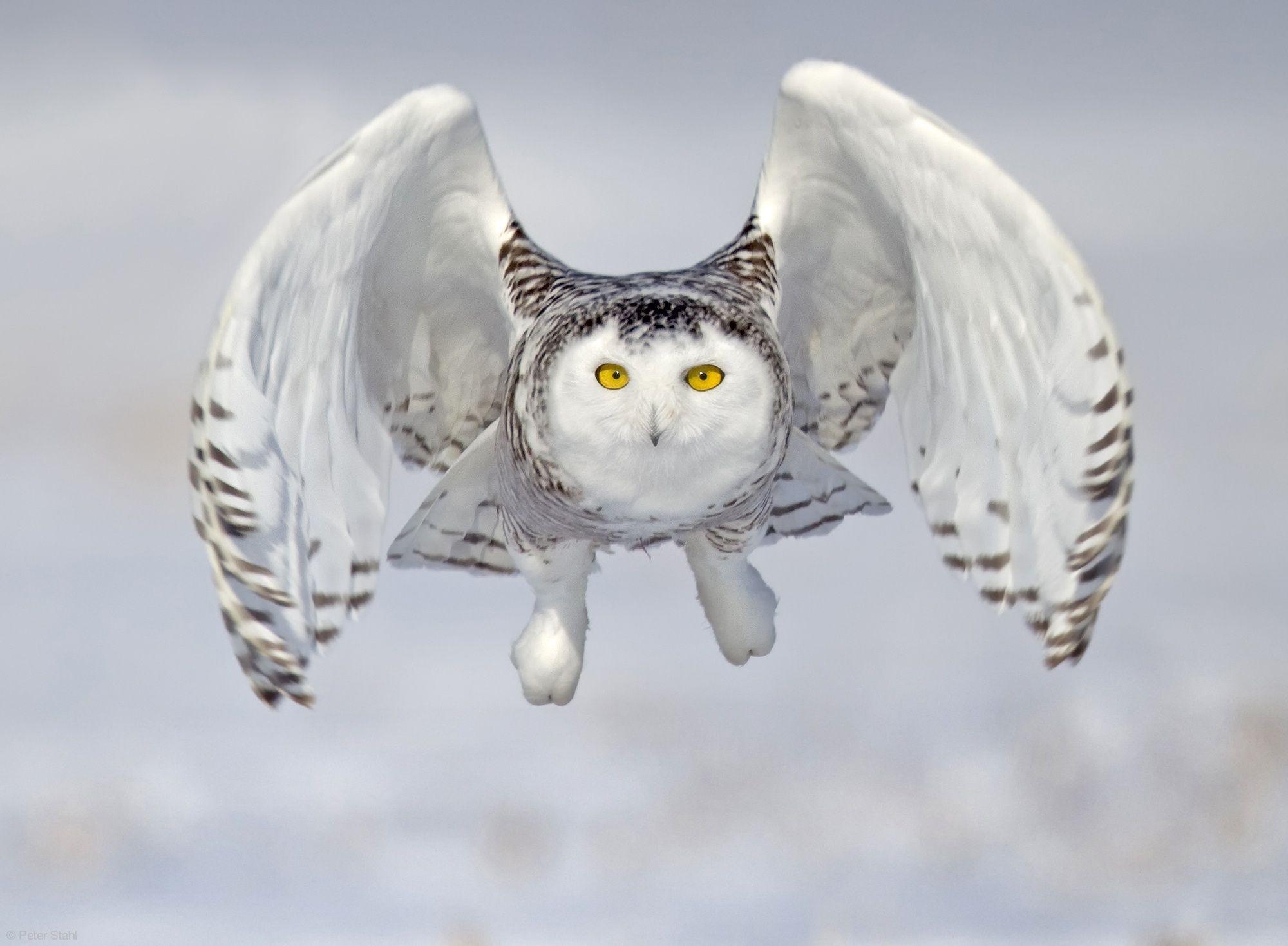 2000x1469 Snowy Owl Flying Up