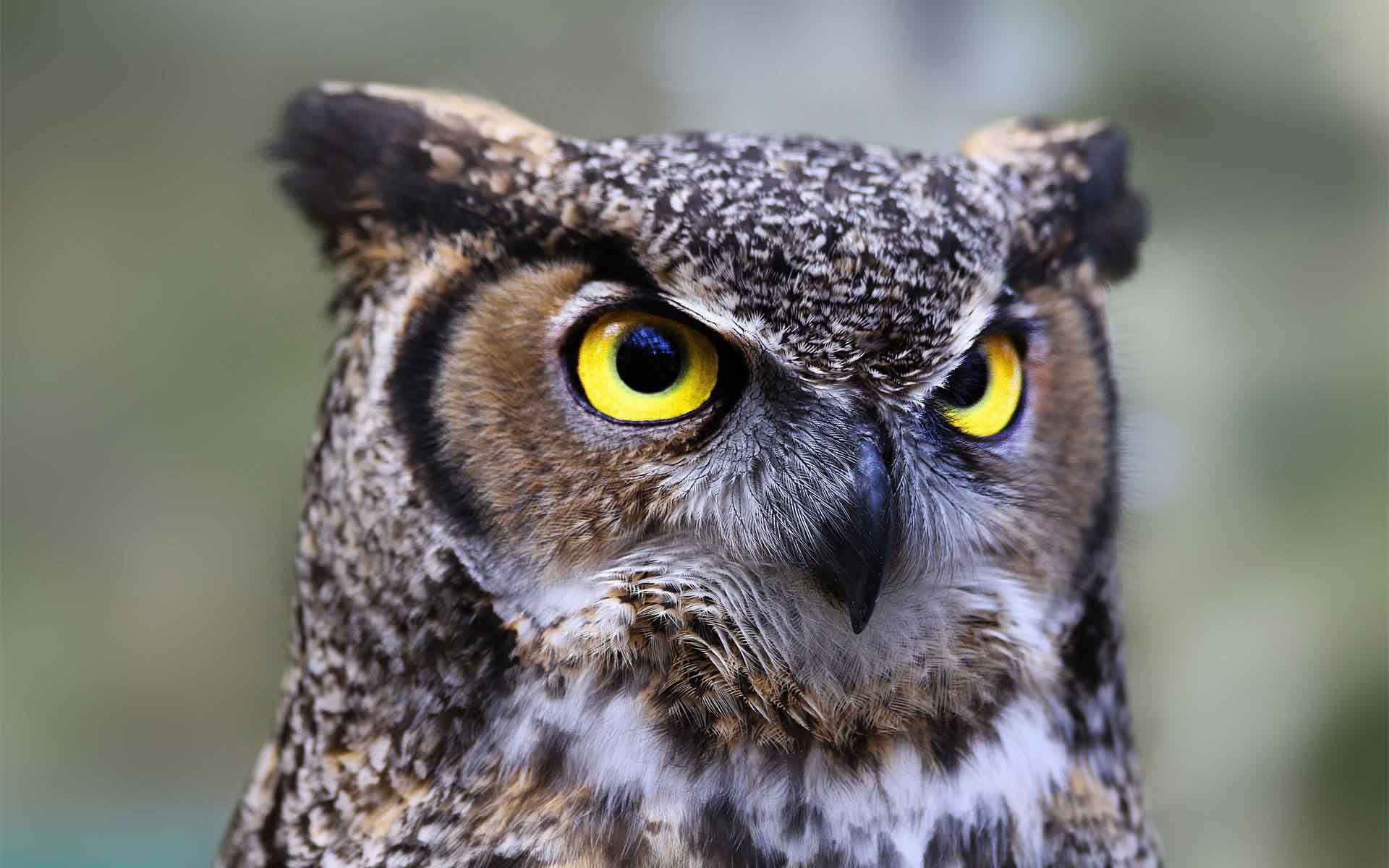 1920x1200 horned owl high resolution