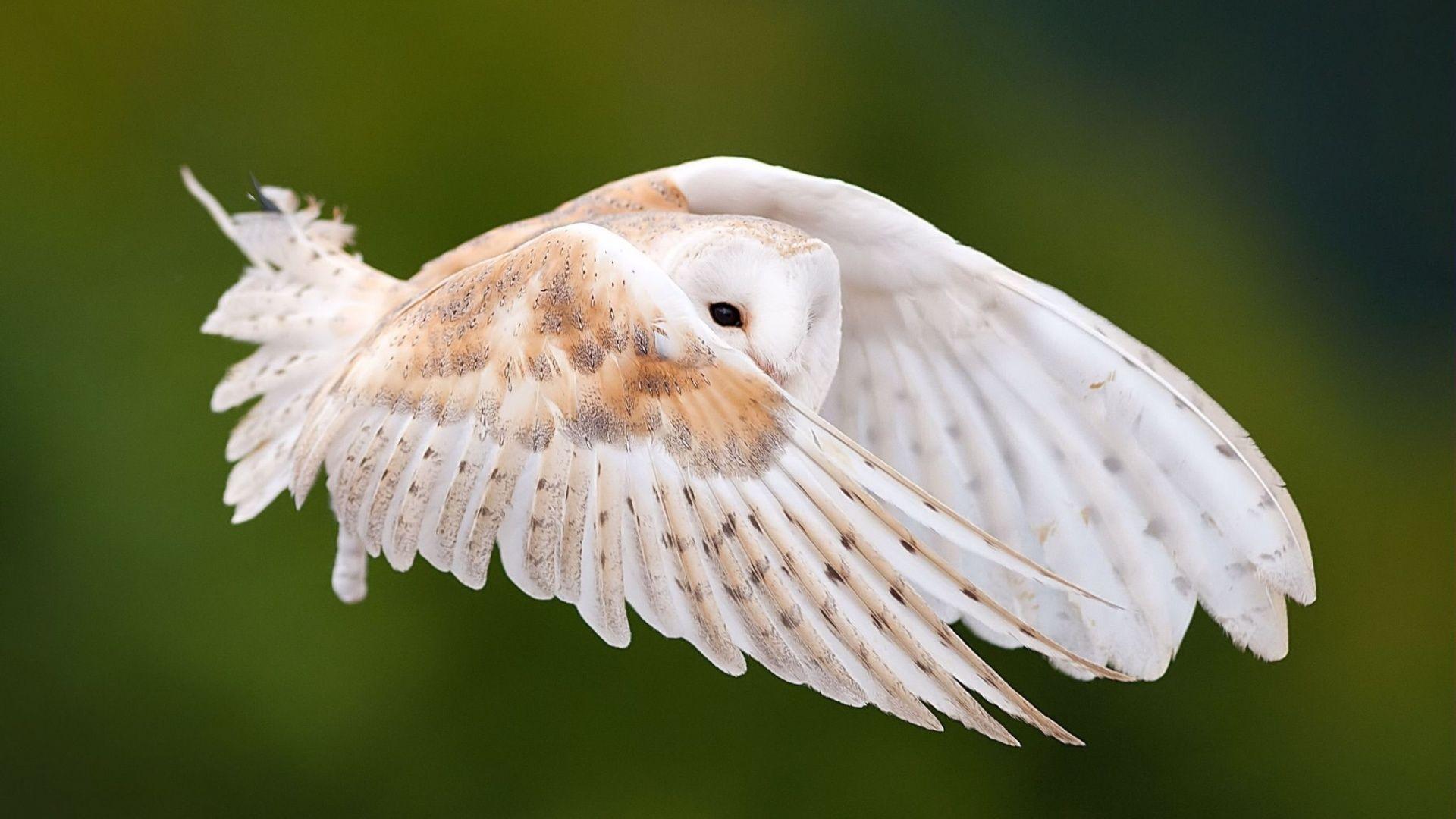 1920x1080 Owl Flying In Sky Wallpaper