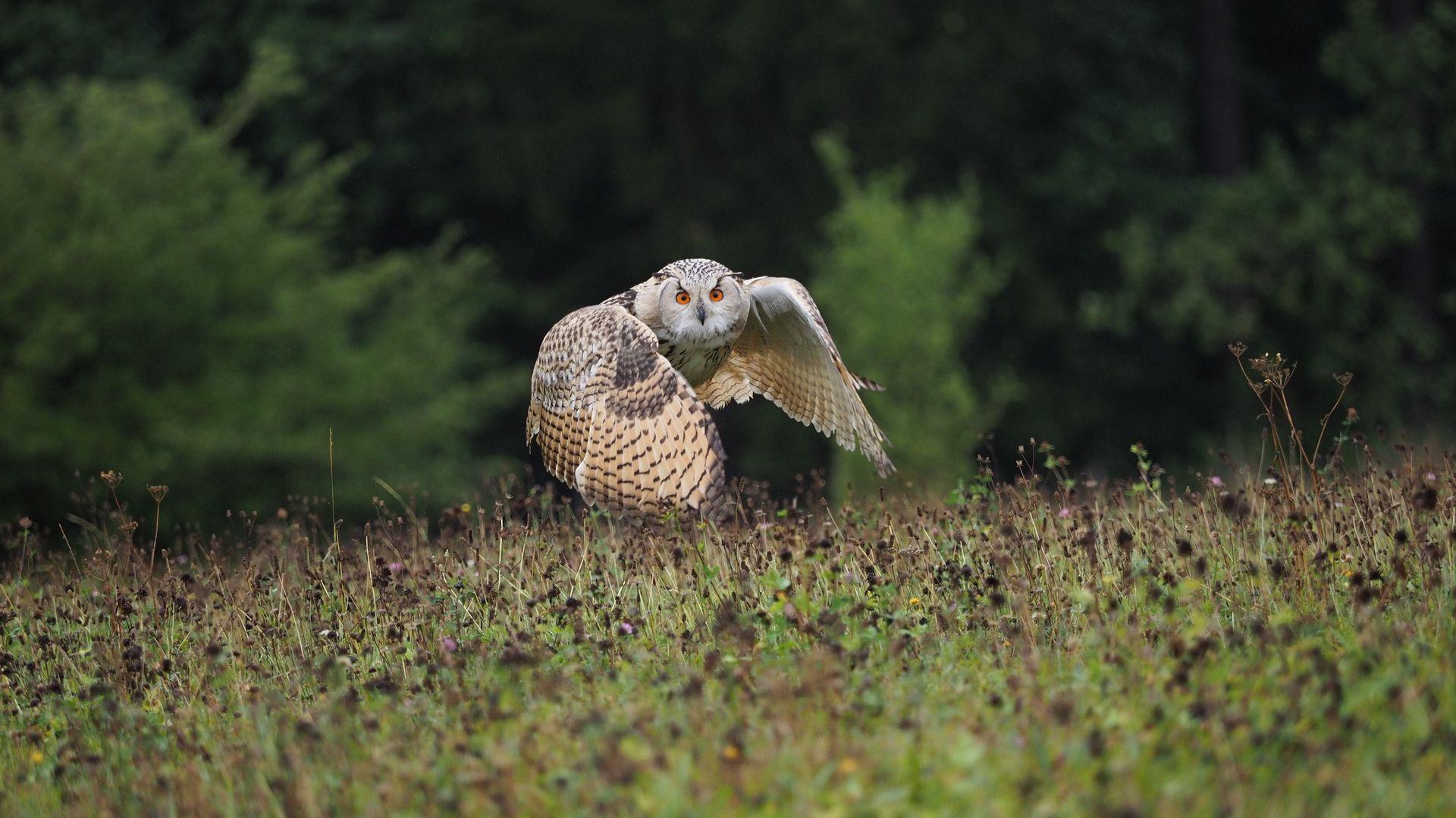 1920x1080 Download wallpaper 1920x1080 owl, bird, flight, wings, flap, predator, wildlife full hd, hdtv, fhd, 1080p HD background