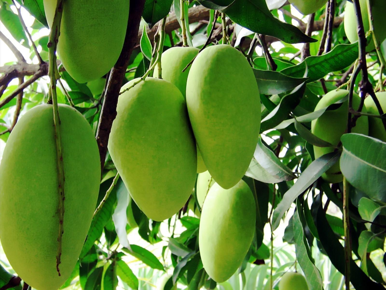 Mango Tree Wallpapers Top Free Mango Tree Backgrounds WallpaperAccess