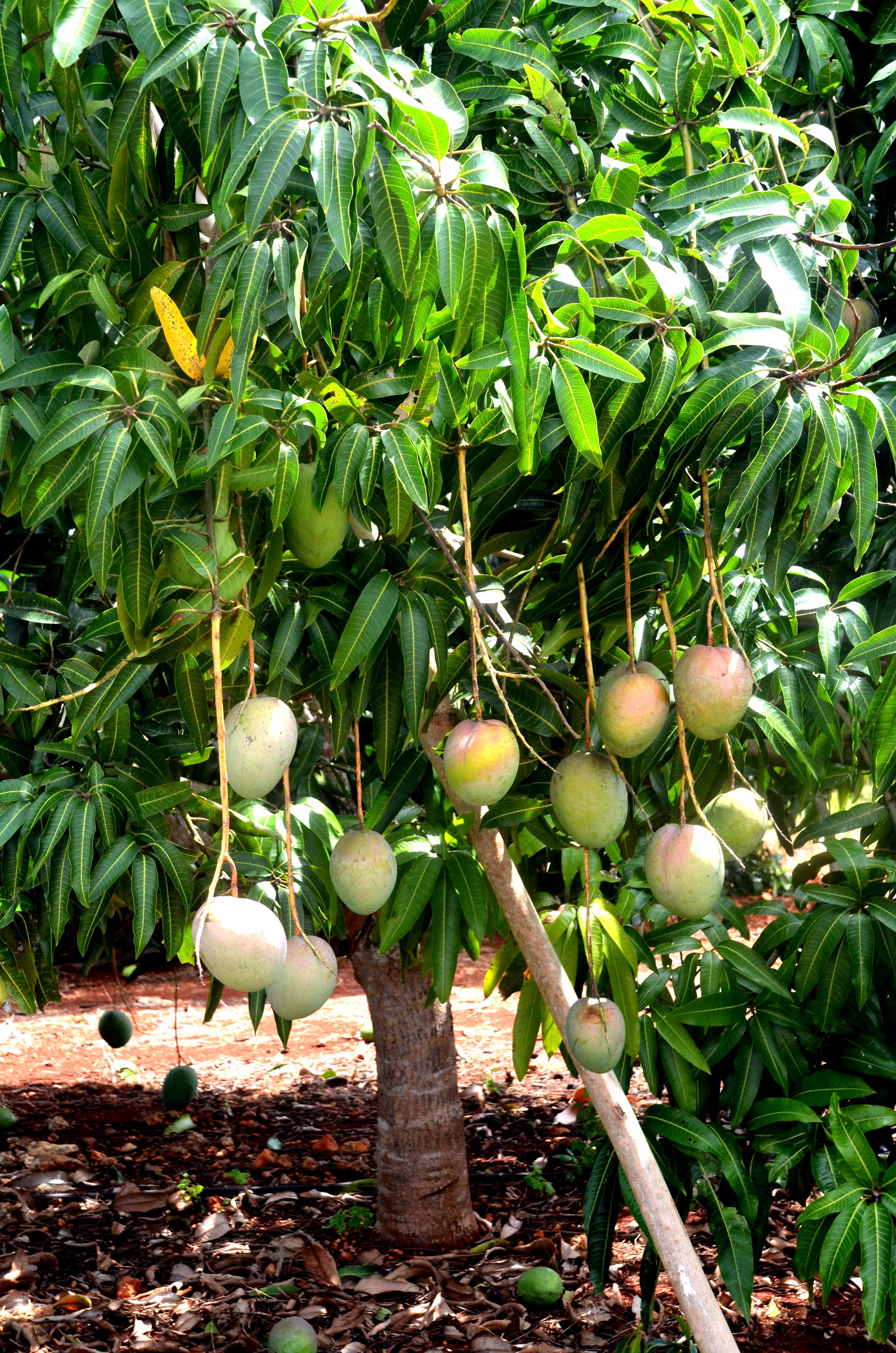 Mango Tree Wallpapers - Top Free Mango Tree Backgrounds - WallpaperAccess