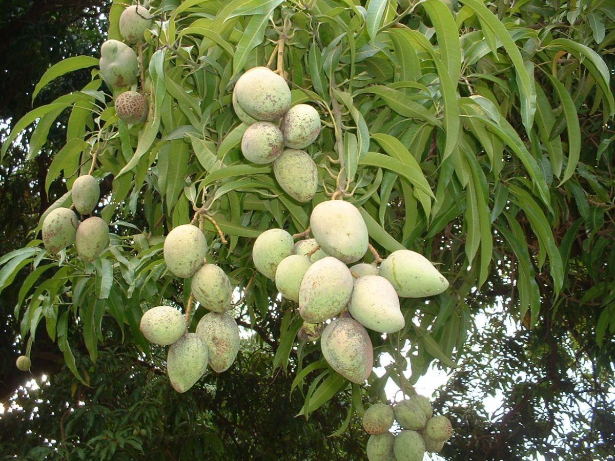 Mango Tree Wallpapers - Top Free Mango Tree Backgrounds - WallpaperAccess