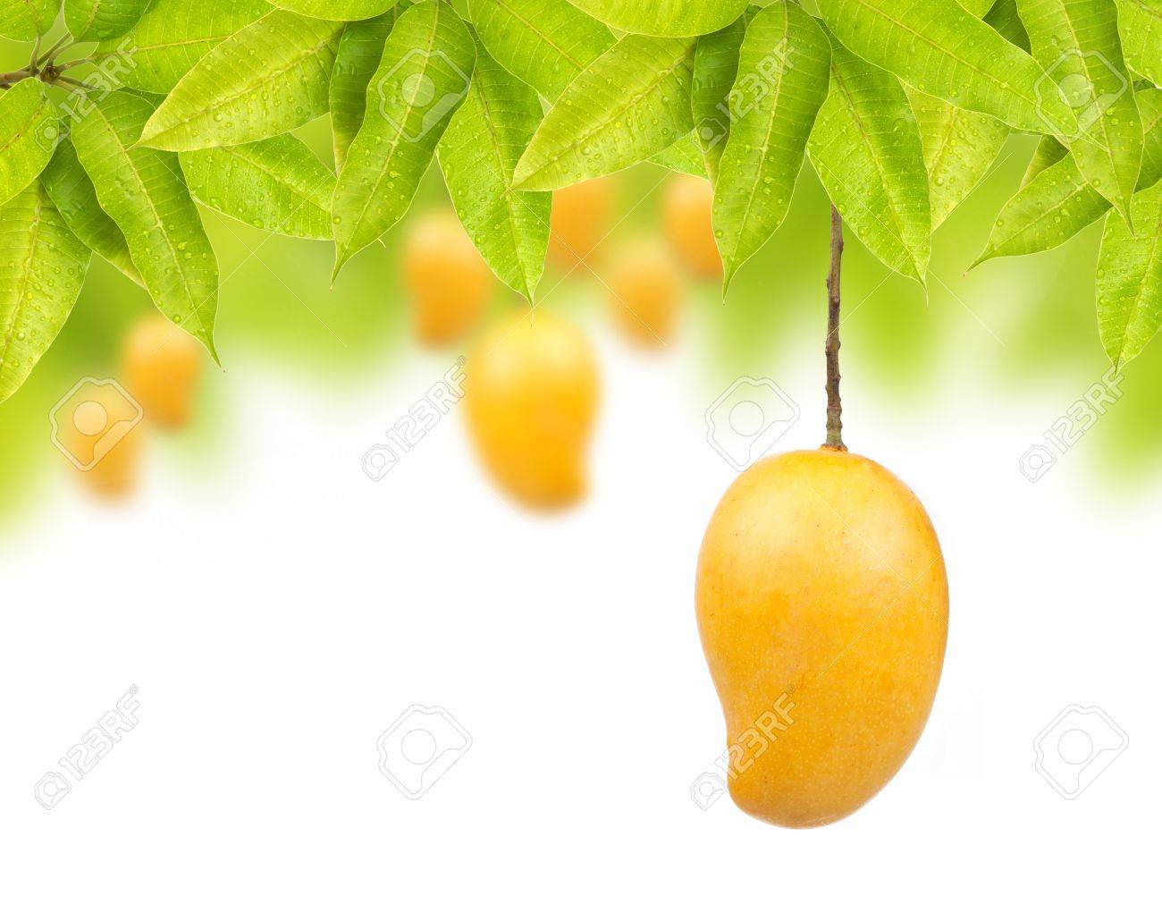 Mango Tree Wallpapers - Top Free Mango Tree Backgrounds - WallpaperAccess