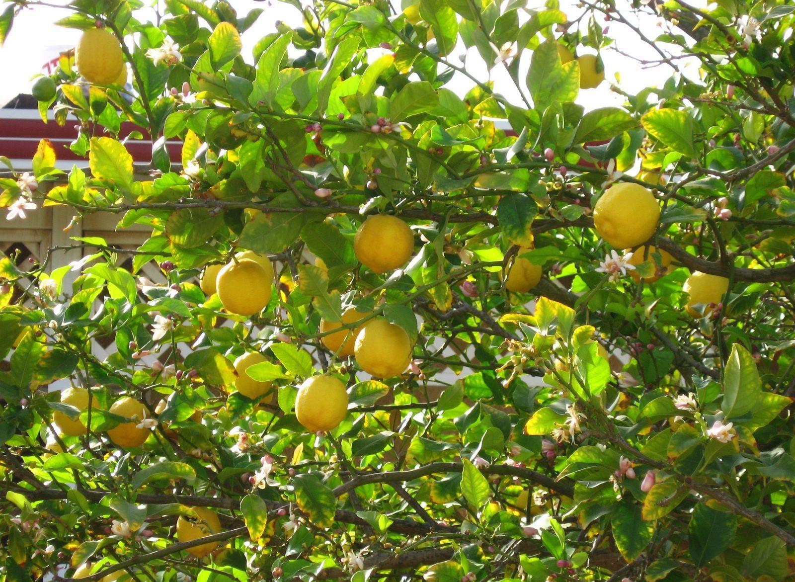 1600x1171 Mango wallpaper
