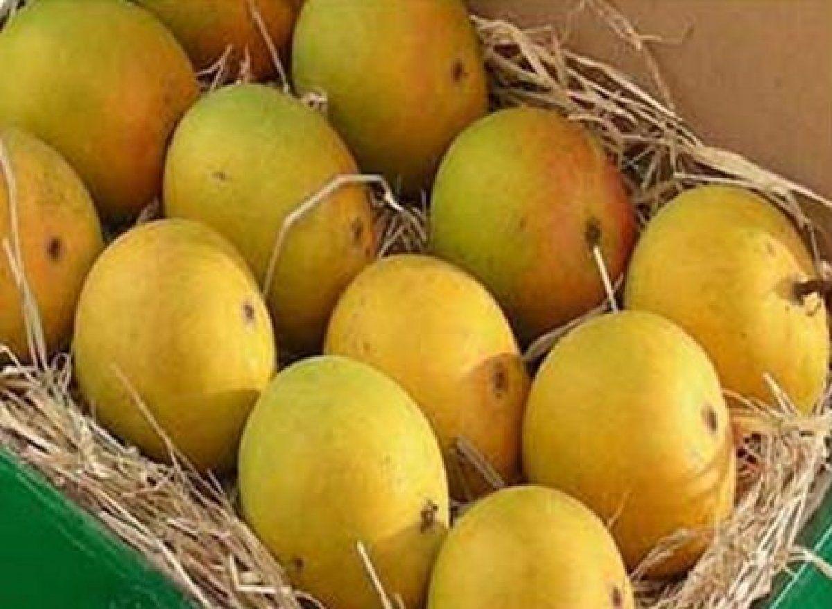 1200x878 Alphonso Mango Wallpaper