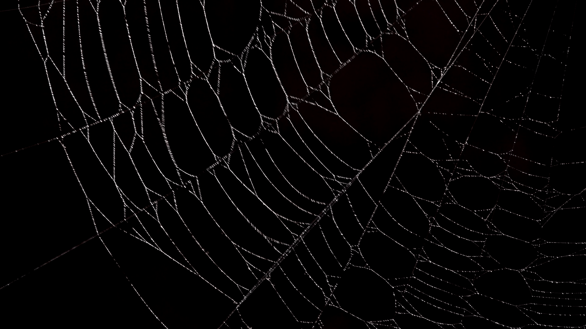 Spiderweb wallpapers top free spiderweb backgrounds wallpaperaccess