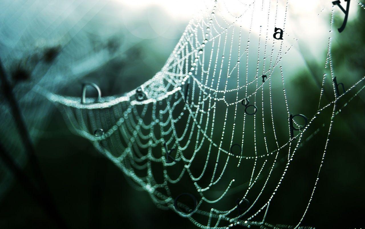 wet spider web wallpaper