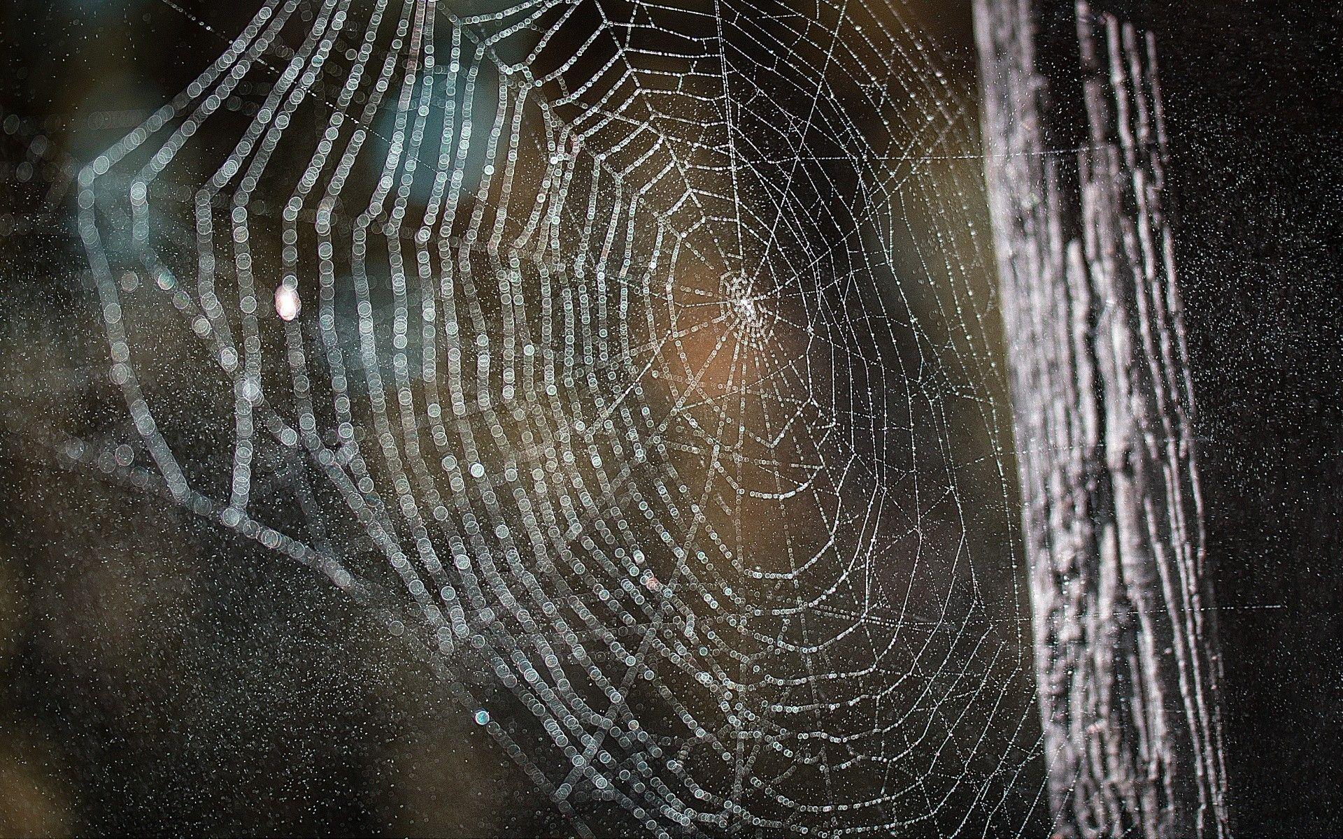 1920x1200 Cobweb