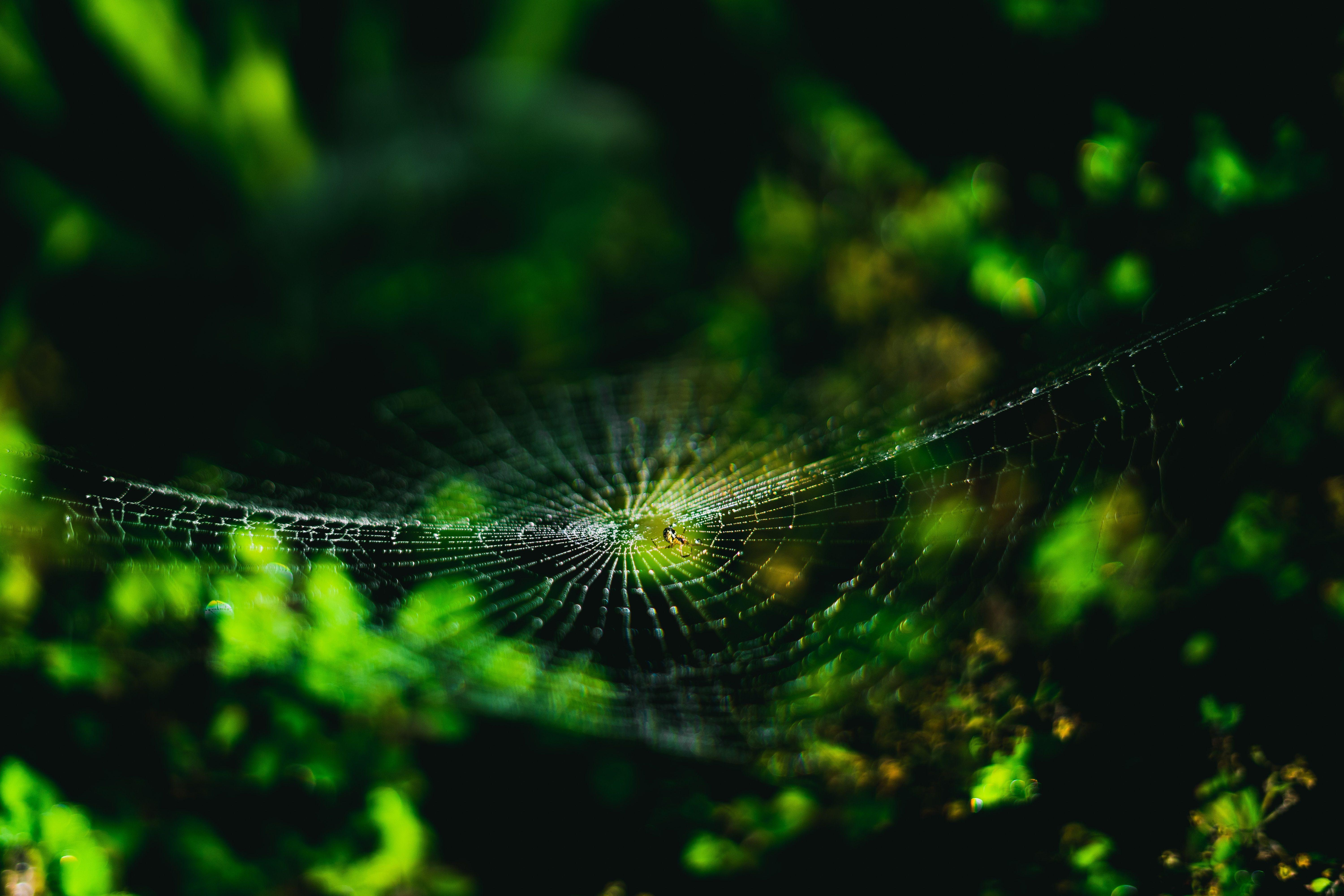 6000x4000 Download wallpaper 6000x4000 spider web, cobweb, spider, macro, close up HD background