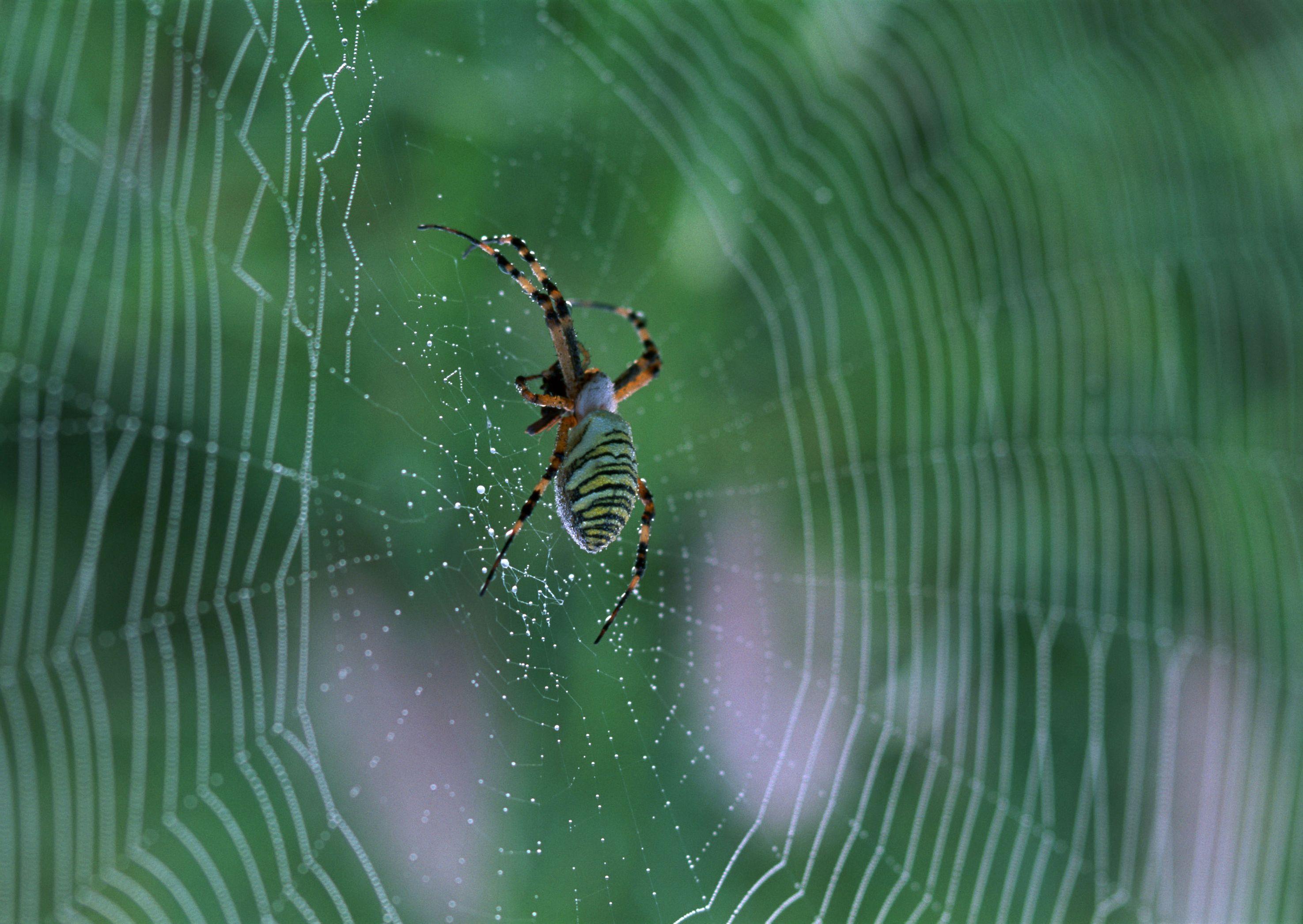 2950x2094 Beautiful Spider And Spiderweb Wallpaper Quality Image And Transparent PNG Free Clipart