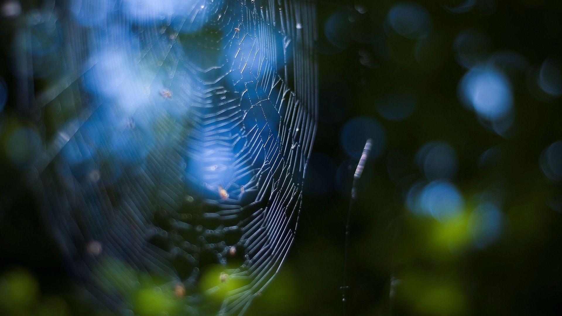 1920x1080 Excellent HD Spider Web Wallpaper