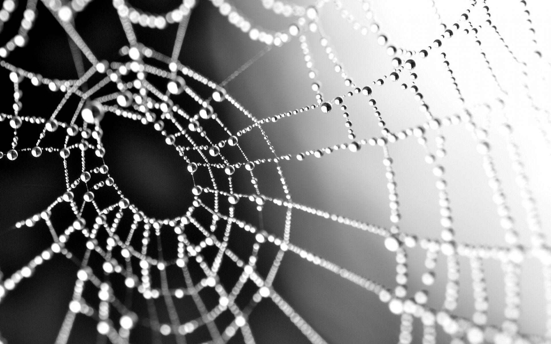 1920x1200 macro, Spiderweb, Webs, Water, Drops, Reflection, Dew, Spiders, Insects Wallpaper HD / Desktop and Mobile Background