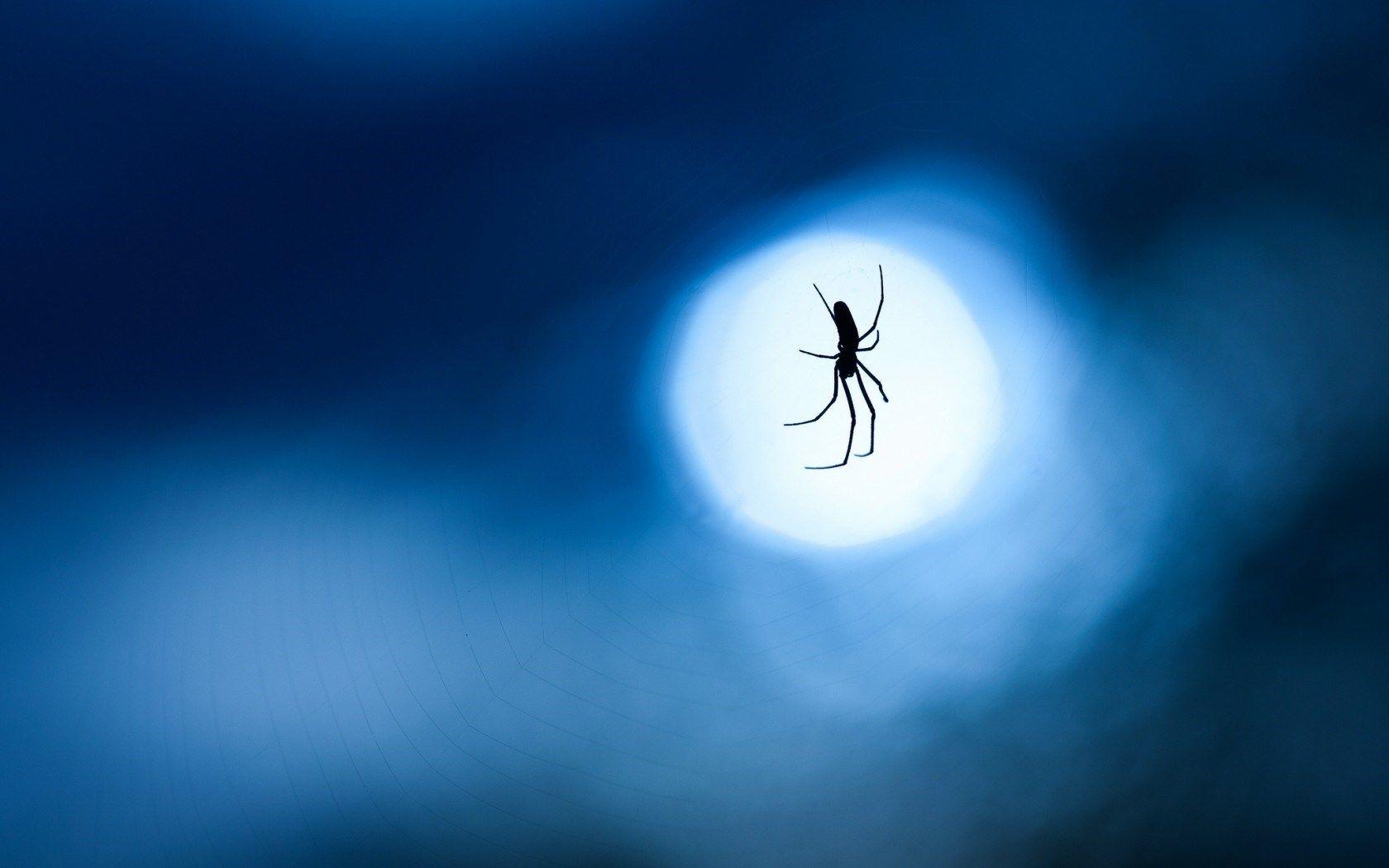 1680x1050 Stunning Spider Web Wallpaper