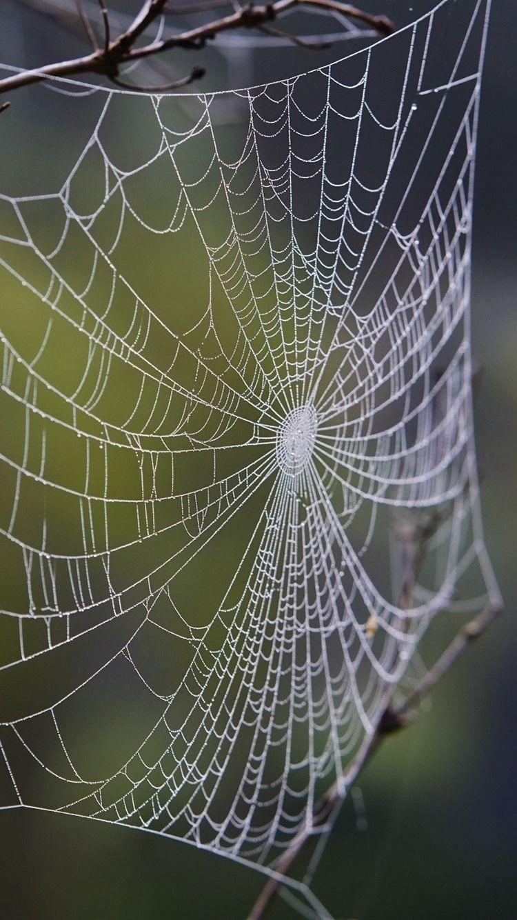 750x1334 Wallpaper Spider web, twigs, nature 1920x1200 HD Picture, Image