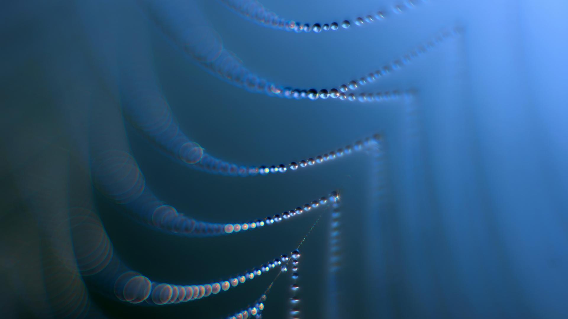 1920x1080 Spider web and trap. Wallpaper for Android