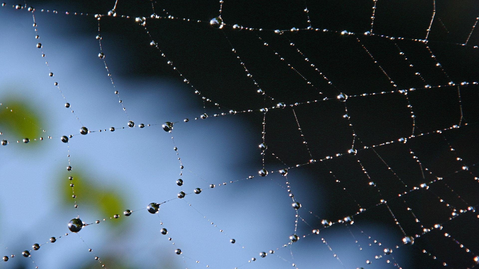 1920x1080 Free Spider Web high quality wallpaper for full HD 1080p computer