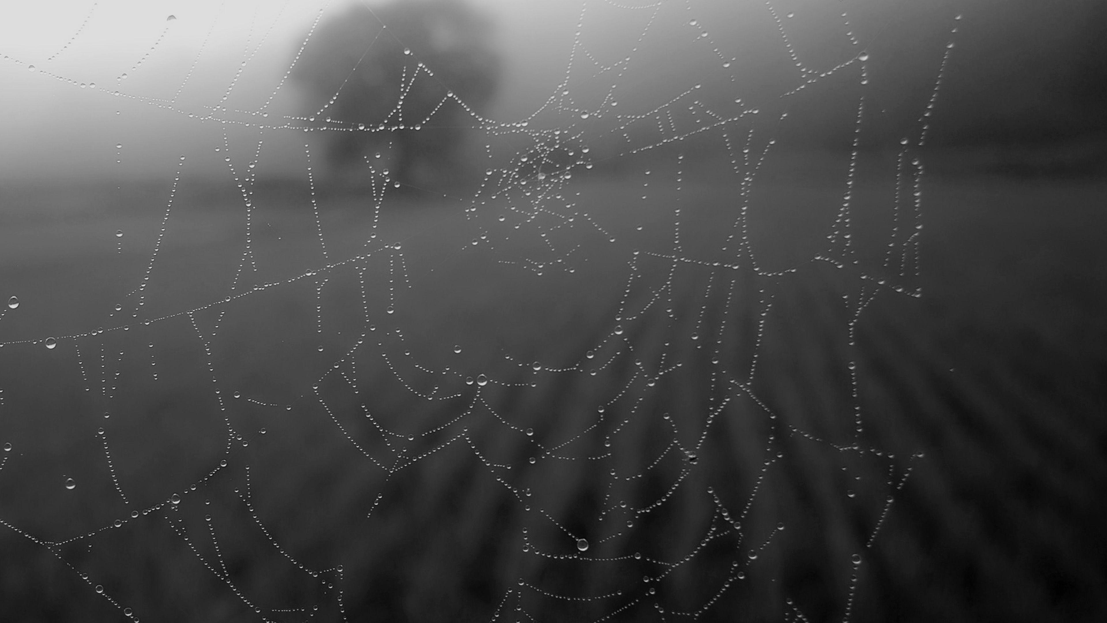 3840x2160 Morning Dew Spider Web Rain Water Nature Bw Dark Wallpaper