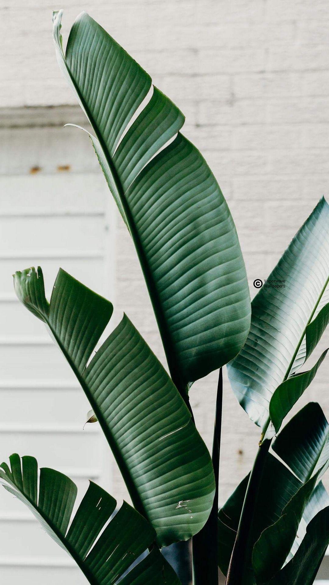 Indoor Plants Wallpapers Top Free Indoor Plants Backgrounds