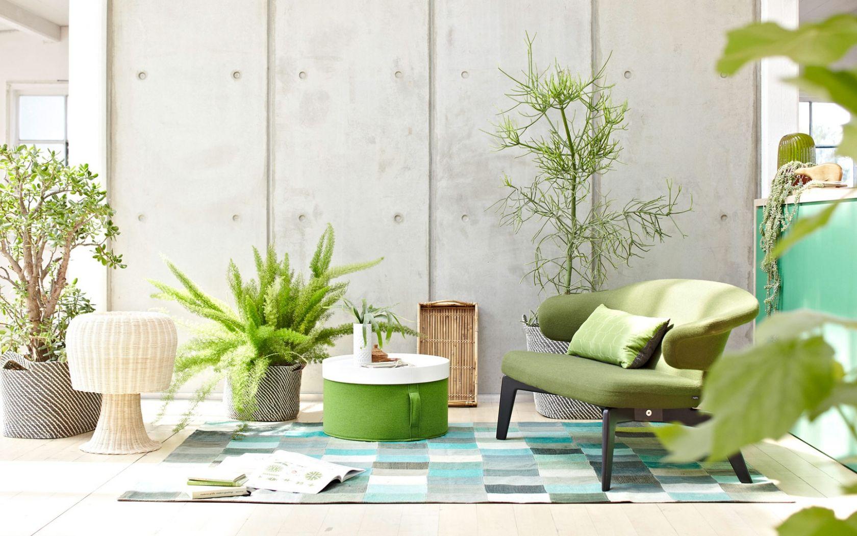 Lush Indoor Flower Seeds Capture Collection Lush Indoor Flower Seeds Capture Collection