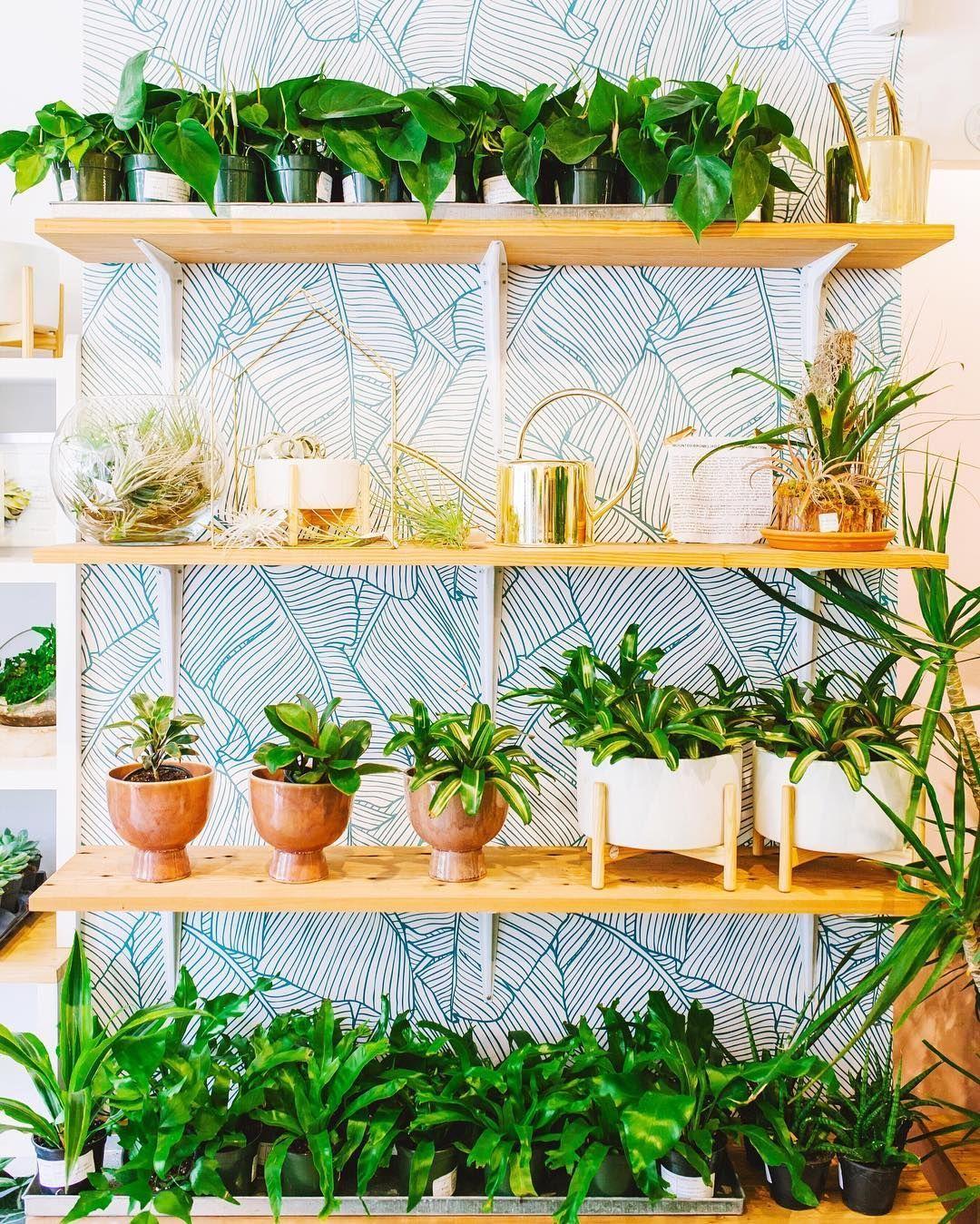 The Hottest New Trend: Indoor Plants, Reasons You Need a Few | Fastweb