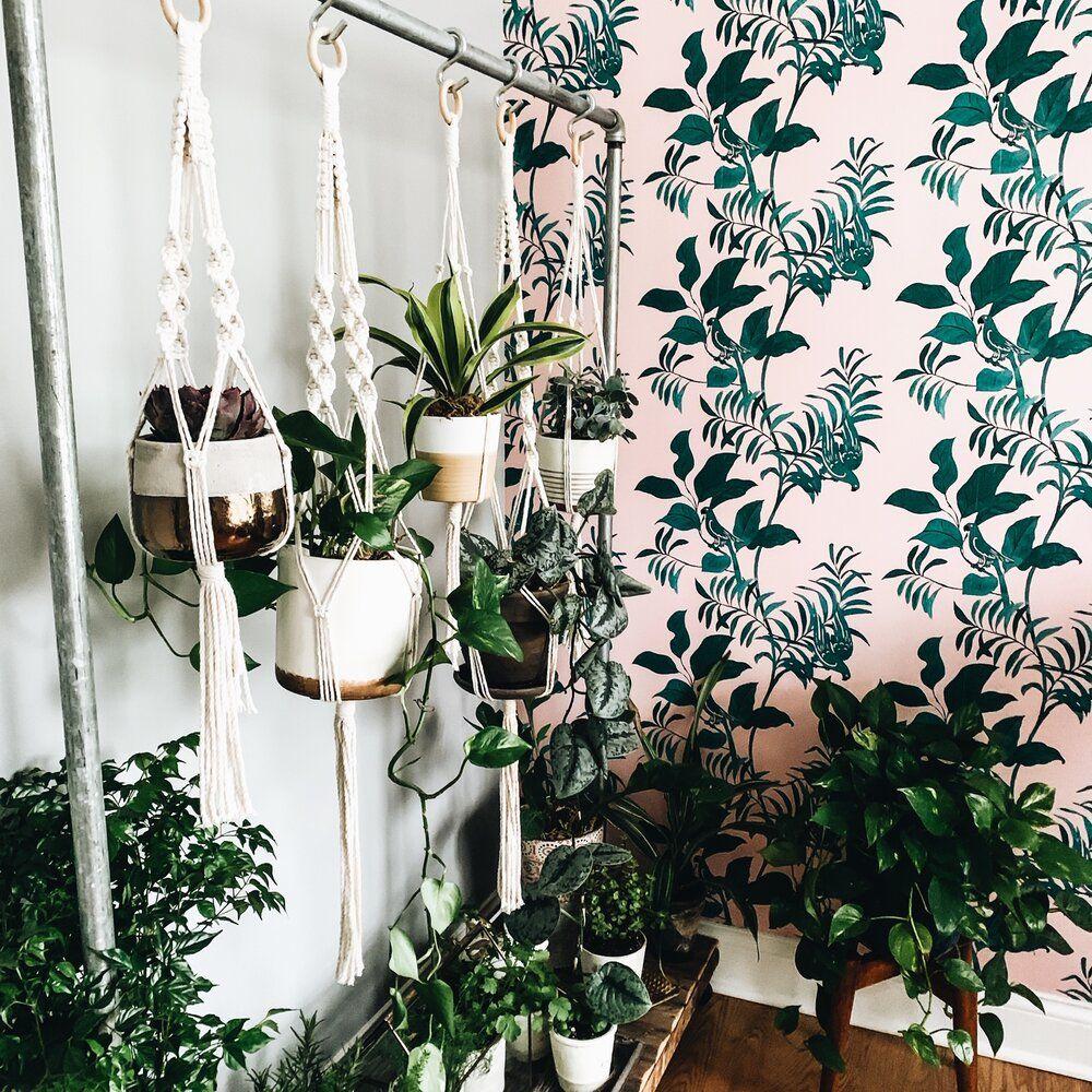 Stunning Indoor Flower Seeds Image in HD Stunning Indoor Flower Seeds Image in HD