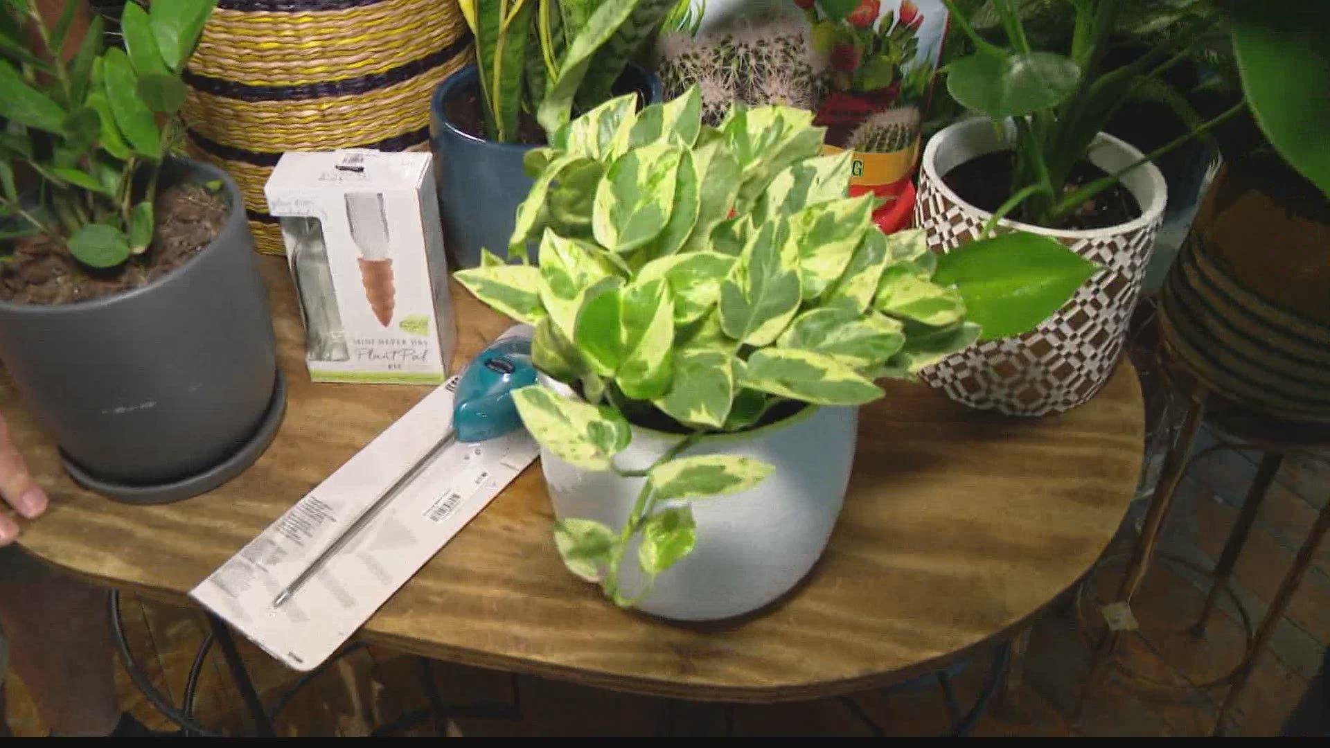 1920x1080 Pat Sullivan: Caring for indoor plants