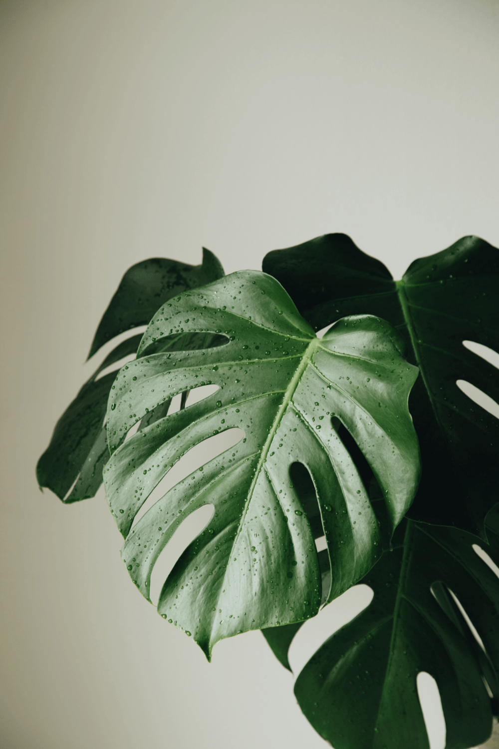 1000x1500 monstera deliciosa way of seeing. Monstera deliciosa, Plant wallpaper, Plant aesthetic