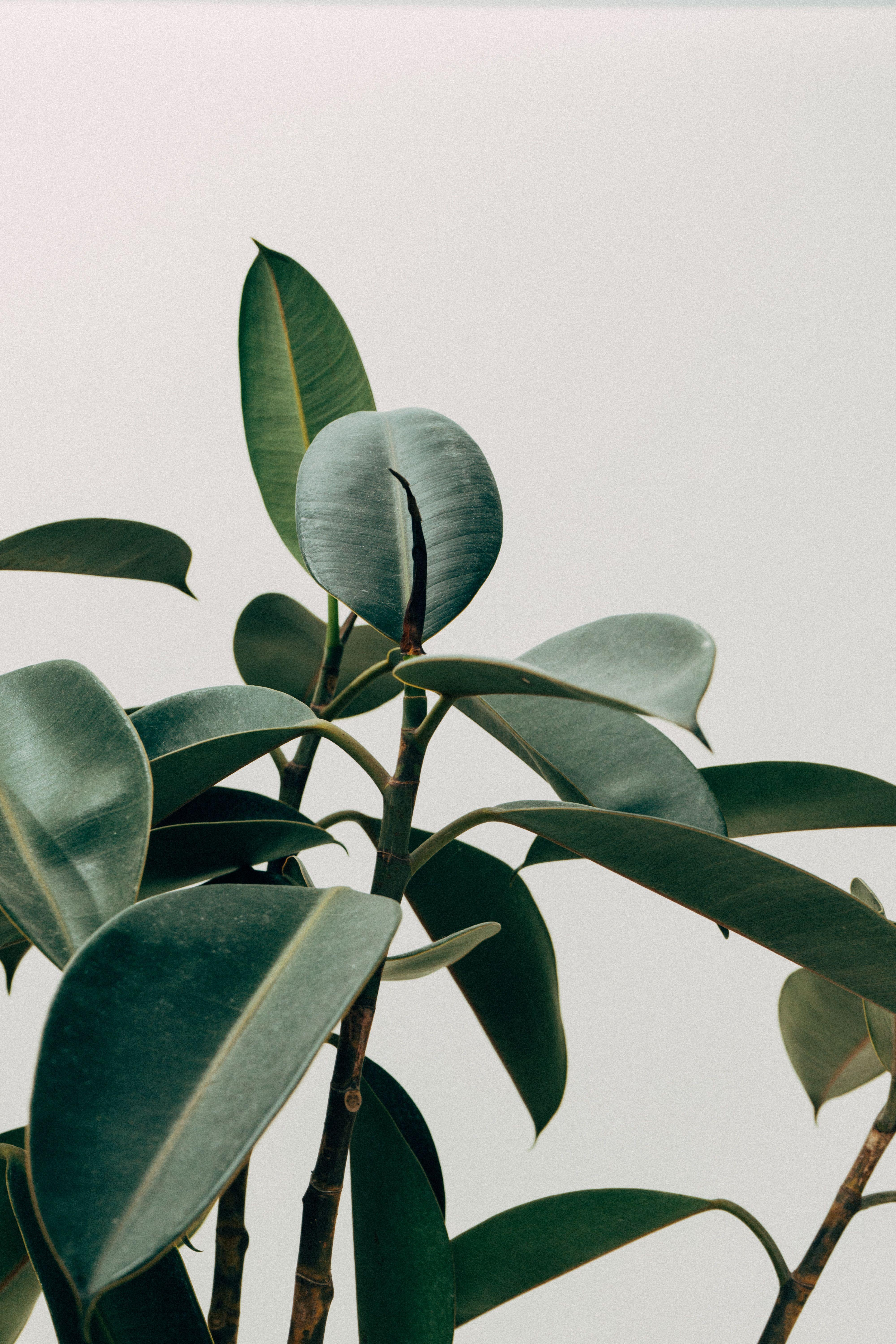 4000x6000 Green Leafed Indoor Plant · Free