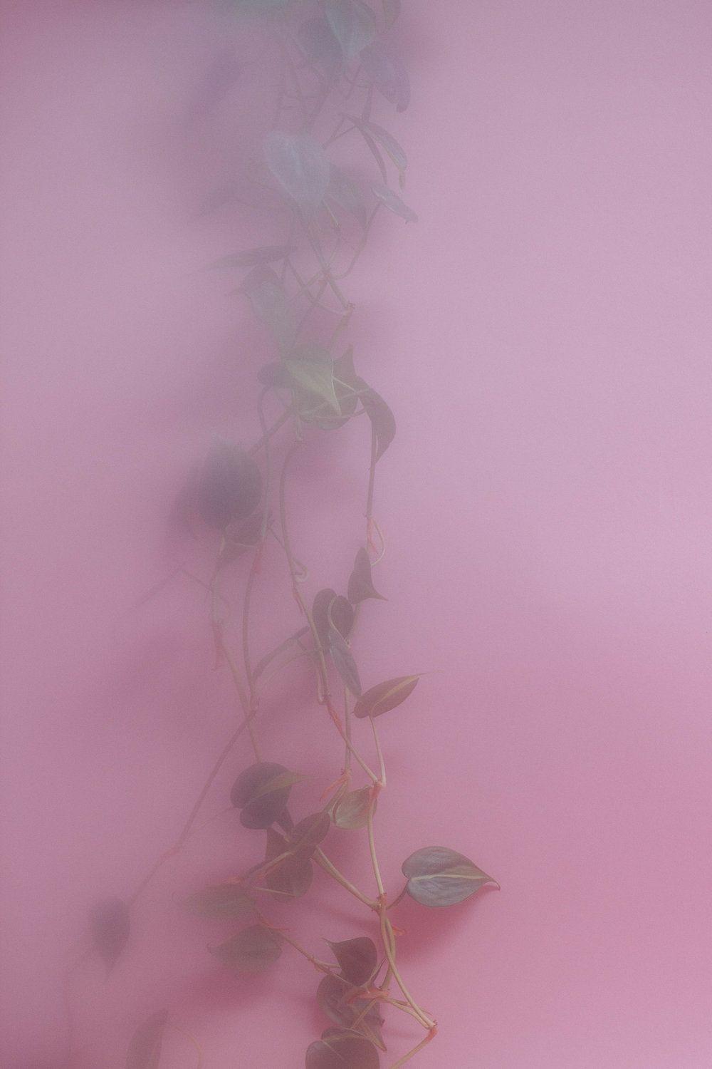 1000x1500 Plants on pink