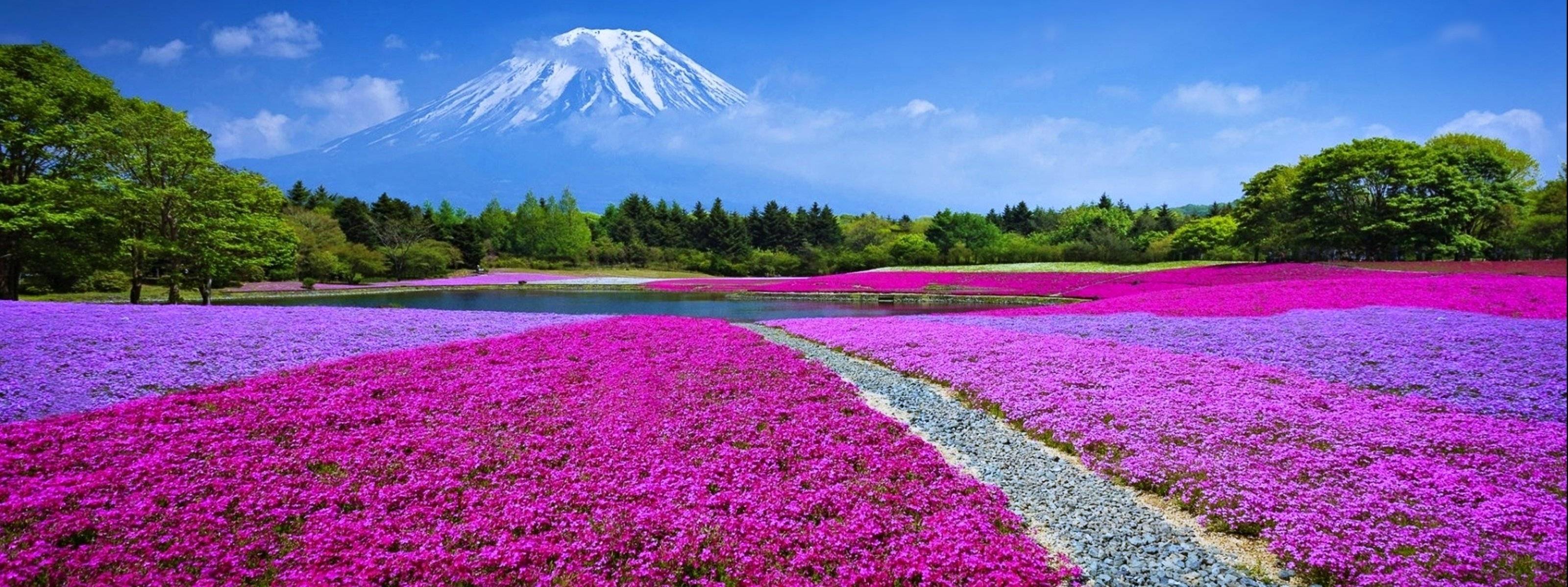 Pink Dual Monitor Wallpapers Top Free Pink Dual Monitor Backgrounds