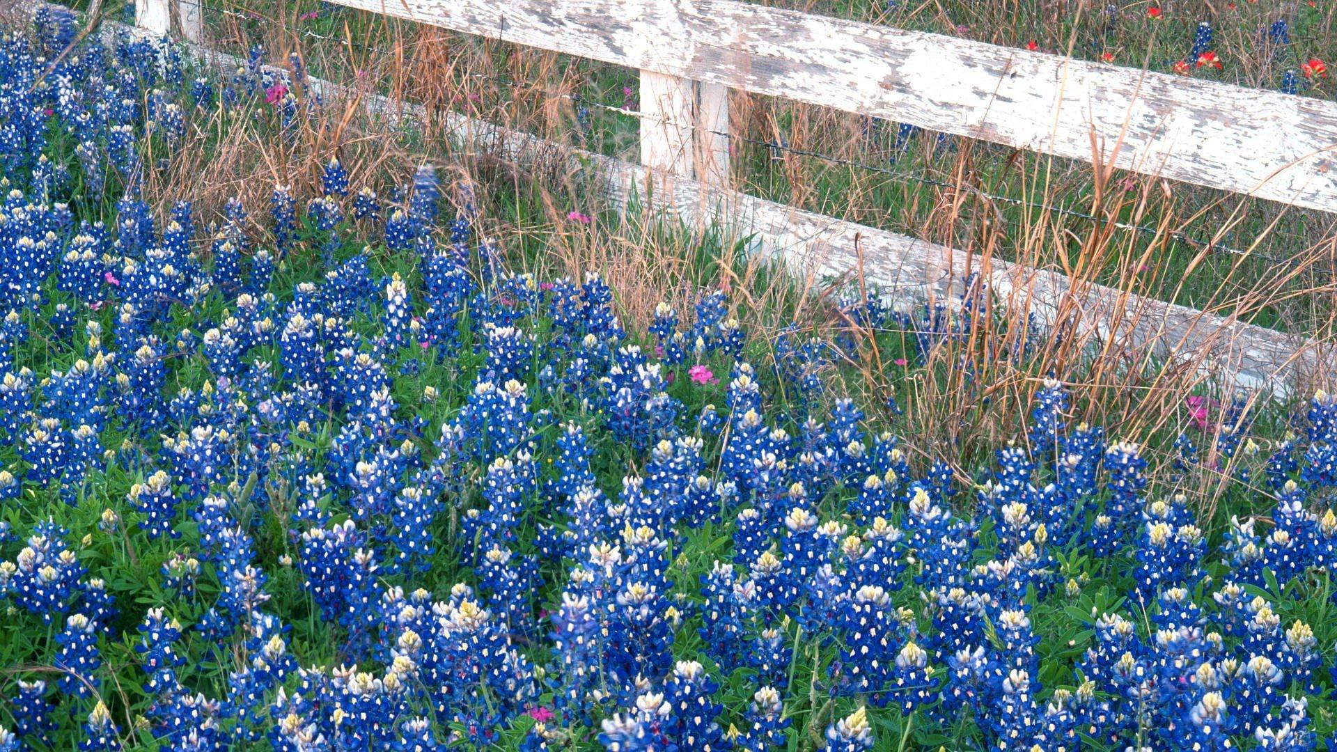 1920x1080 Flowers Country falls Texas marbles wallpaperx1080
