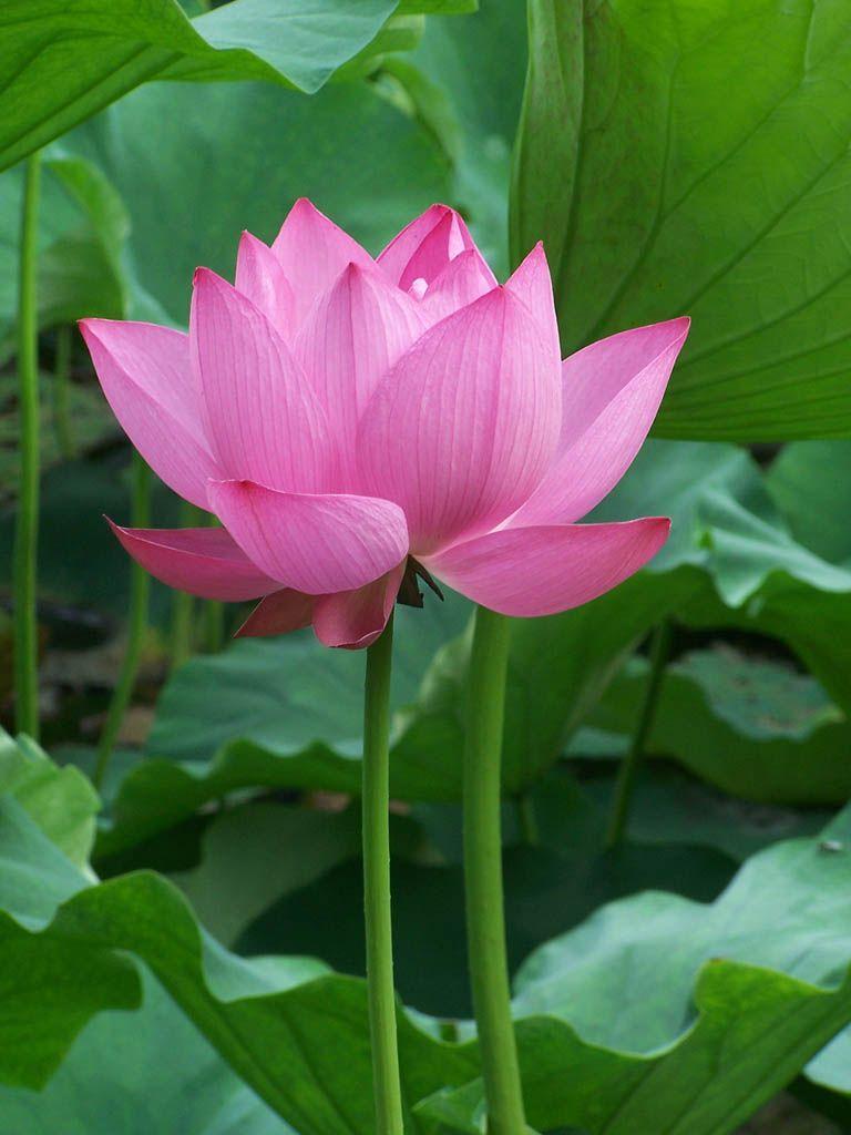 768x1024 Lotus flower wallpaper, Flower .com