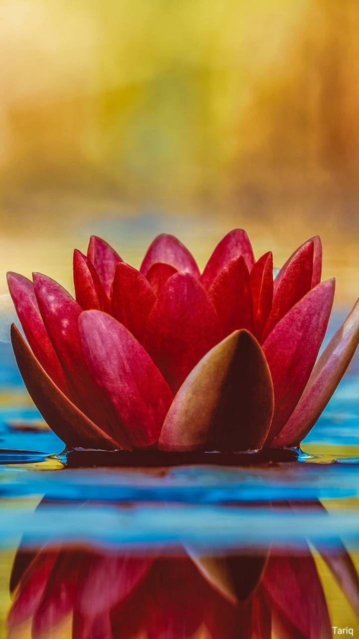 Red Lotus Flower Wallpapers - Top Free Red Lotus Flower Backgrounds