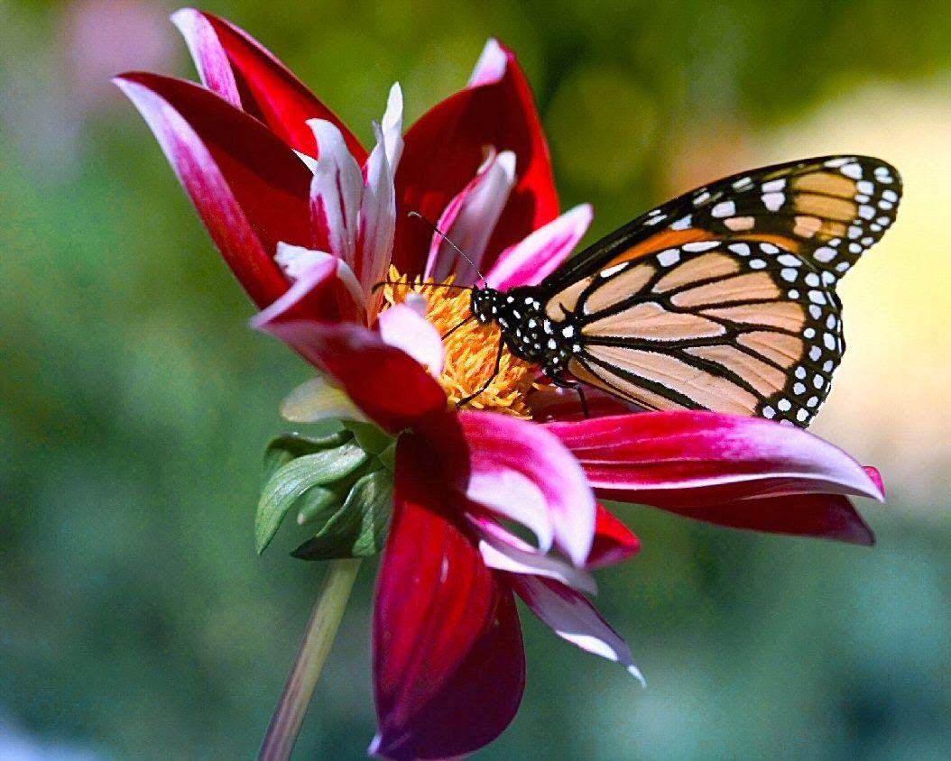 1054x844 Beautiful Flower With Butterfly HD Wallpaper