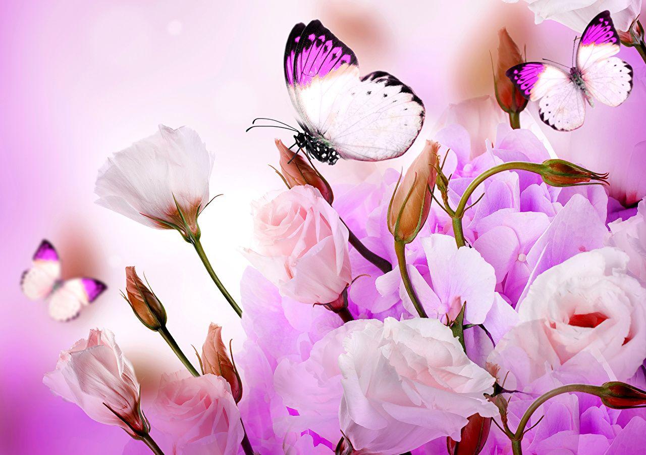 1280x901 Desktop Wallpaper Insects Butterflies Roses Flowers Animals