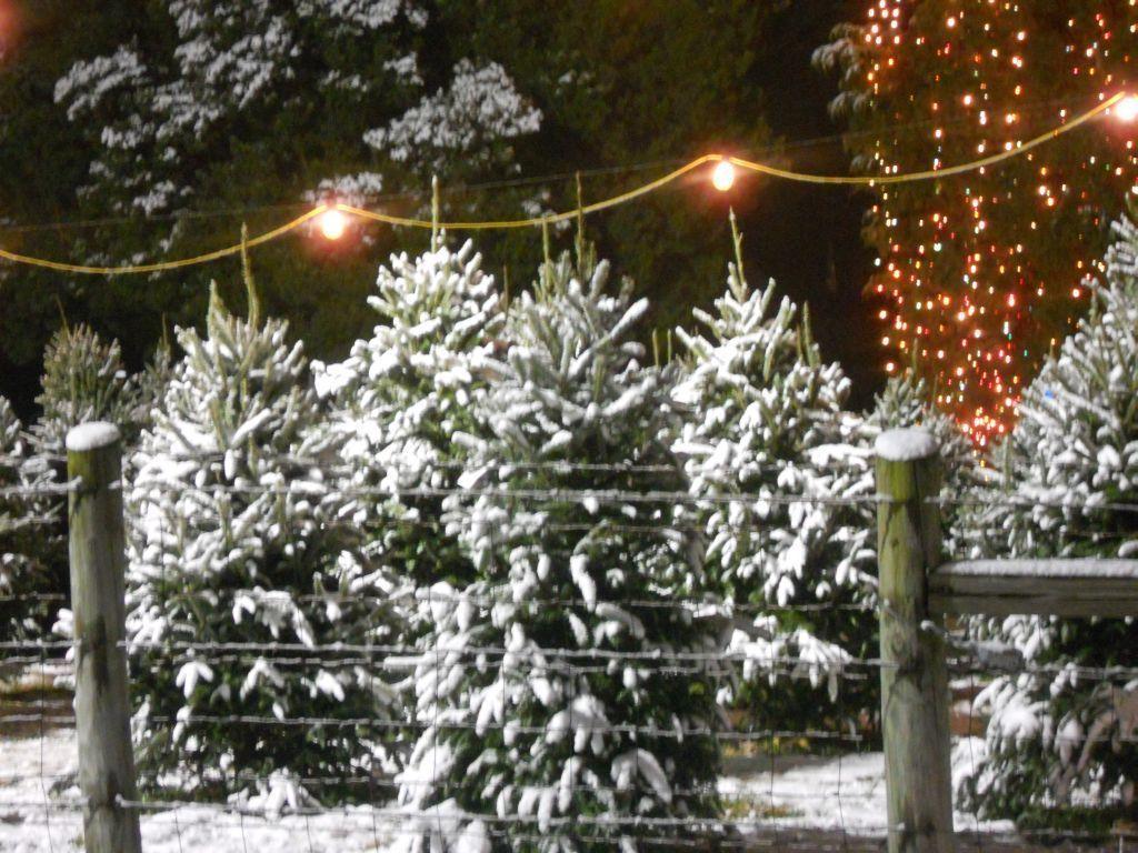 Christmas Tree Farm Wallpapers - Top Free Christmas Tree Farm