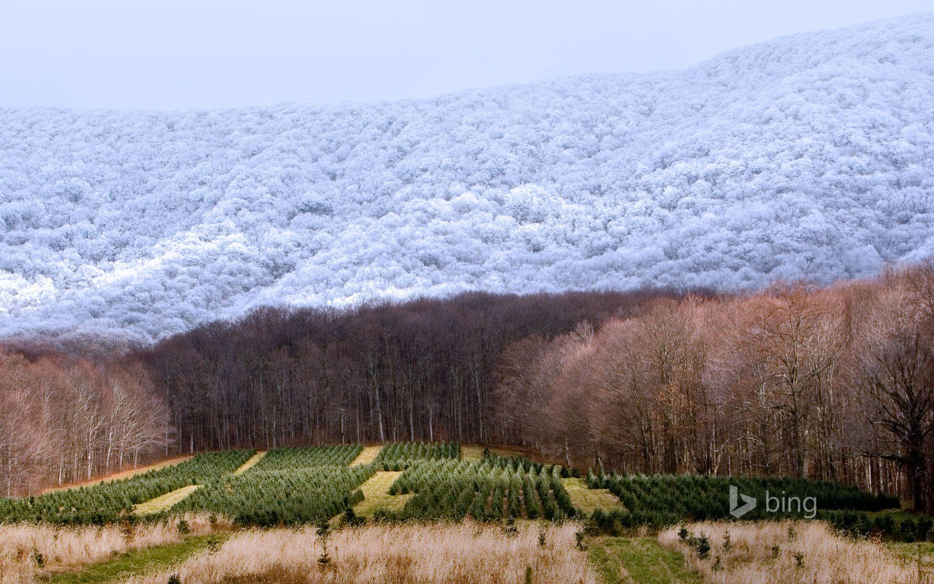 1920x1200 A Christmas tree farm in Zionville, North Carolina