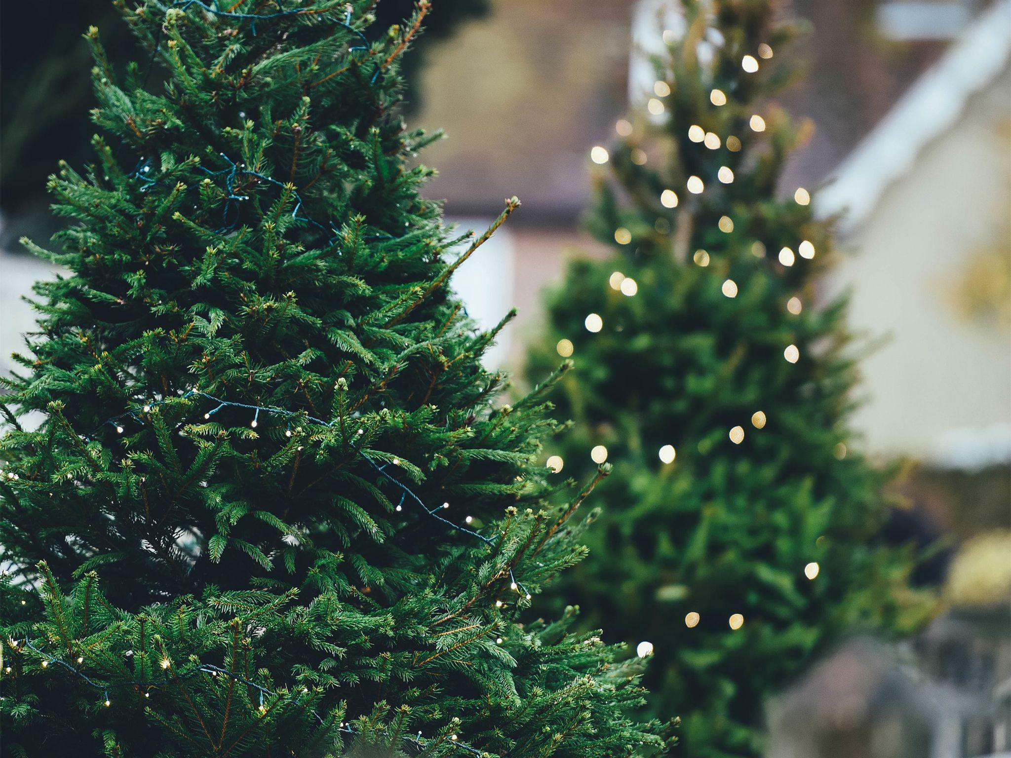2048x1536 Where to buy Christmas trees in Sydney