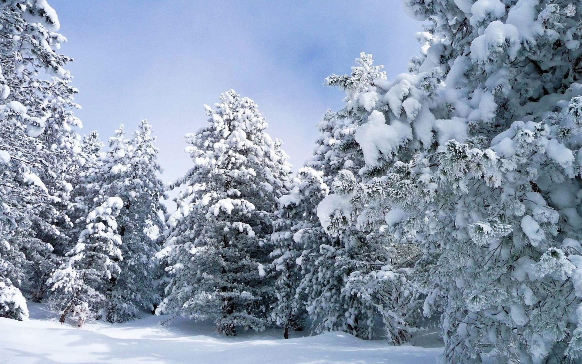 1920x1200 Widescreen, Trees, Tree, Wallpaper, Winter, forest, , Download Wallpaper