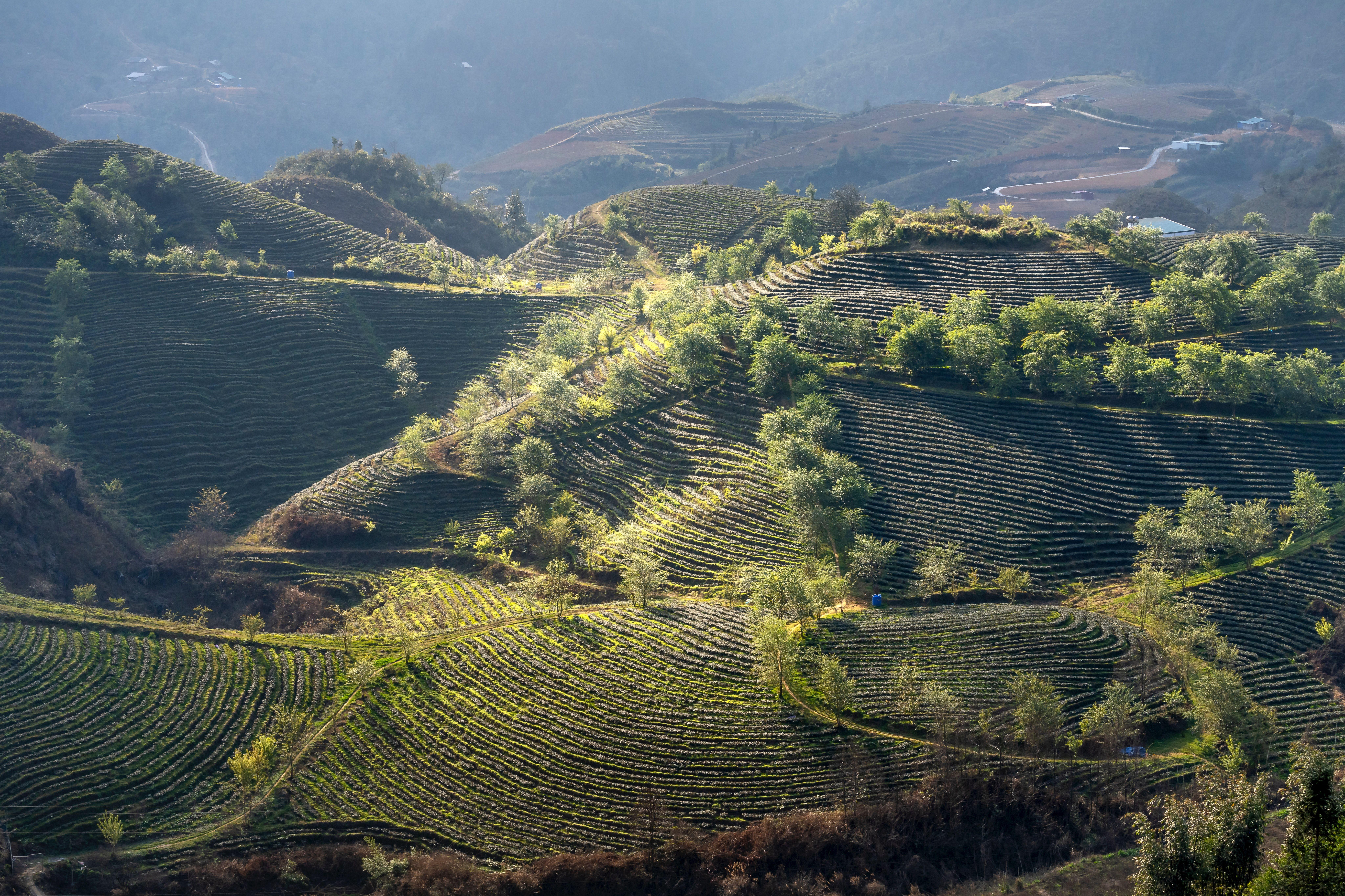 8192x5461 Aerial Photo of Agricultural Land · Free