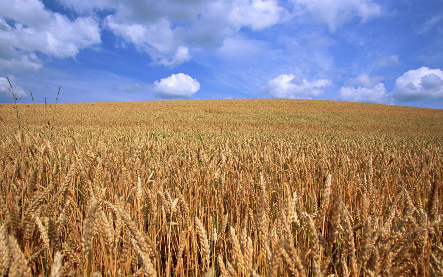 1440x900 Agricultural Land Wallpaper. Beautiful Island Wallpaper, Disneyland Christmas Wallpaper and Disneyland Wallpaper