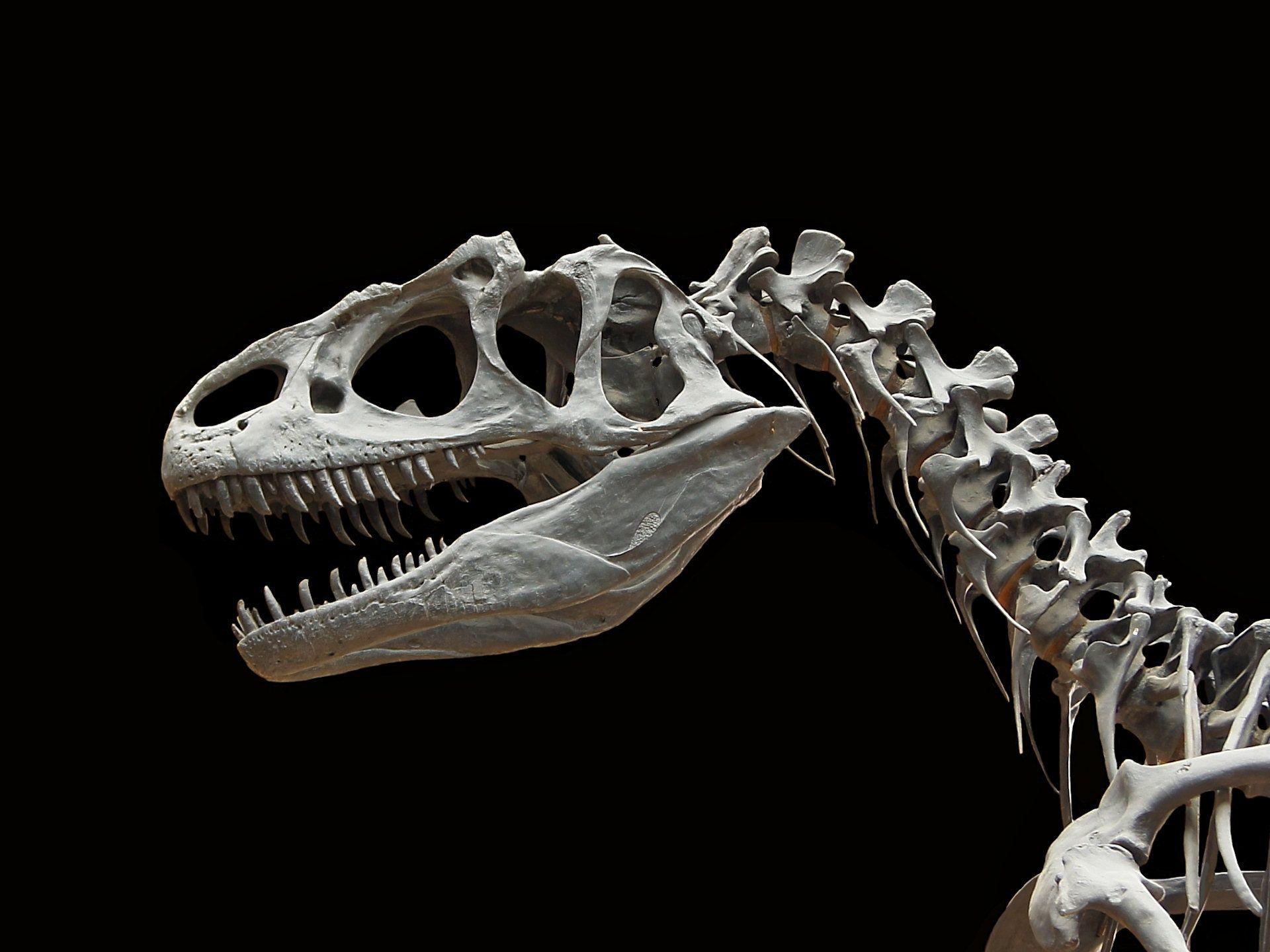 1920x1440 Allosaurus Wallpaper. Allosaurus Wallpaper, Allosaurus Wallpaper Galaxy and Allosaurus Dinosaur Wallpaper